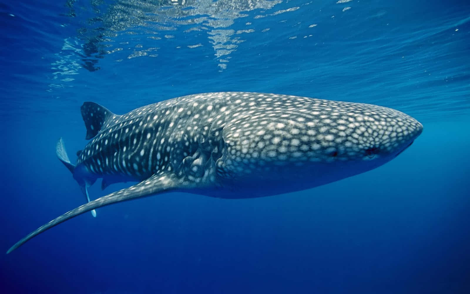 Whale Shark 桌布 壁紙 — 一條雄偉的鯨鯊在清澈湛藍的海水中靠近水面優雅地滑行。