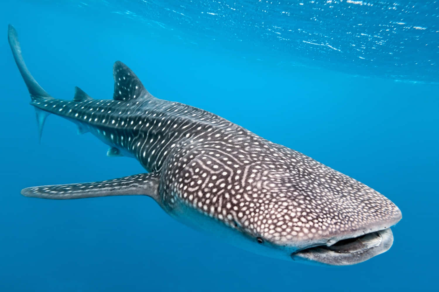 Whale Shark 桌布 壁紙 — 一條雄偉的鯨鯊在清澈的碧綠海水中滑行，其斑點圖案在陽光照射的水面下清晰可見。