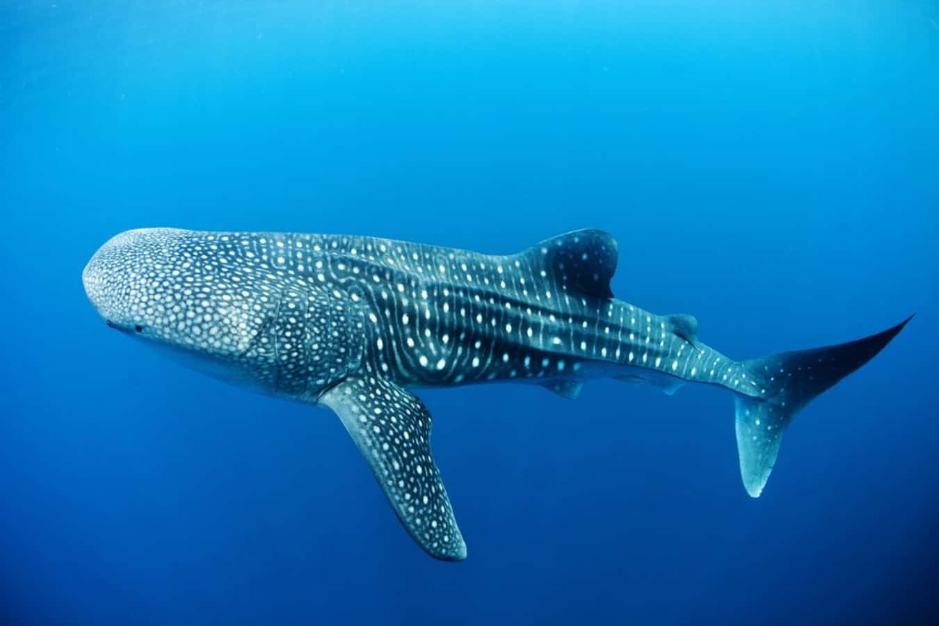 Whale Shark 桌布 壁紙 — 一條雄偉的鯨鯊在清澈的藍色海水中滑行，其斑點圖案在深藍色背景下清晰可見。