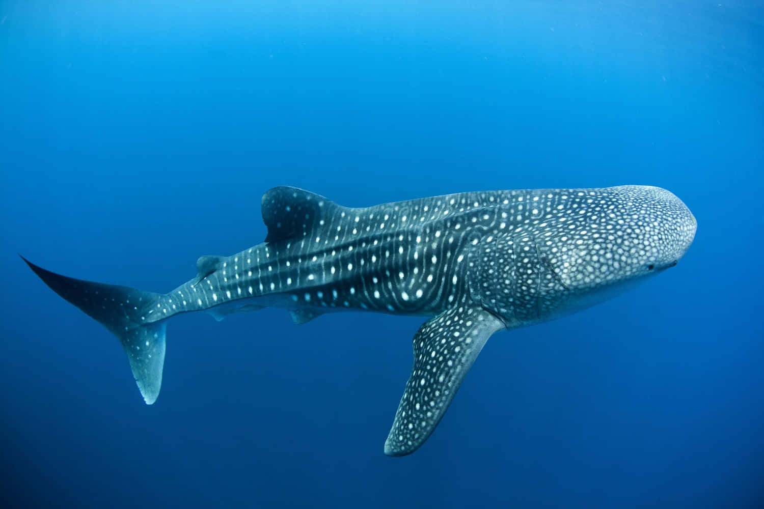 Whale Shark 桌布 壁紙 — 一條雄偉的鯨鯊在清澈的藍色海洋中滑行，展示其斑點圖案和巨大的體型。
