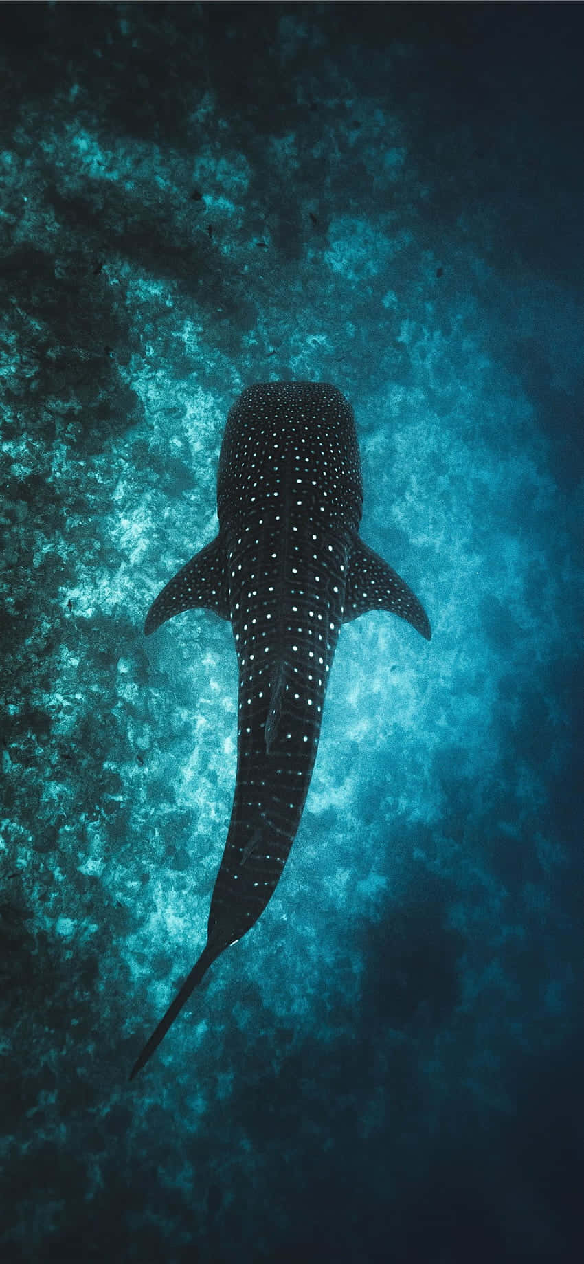 Ocean Aesthetic Phone 桌布 壁紙 — 一條雄偉的鯨鯊在陽光照射的水面下，優雅地滑過碧綠色的海洋水域。
