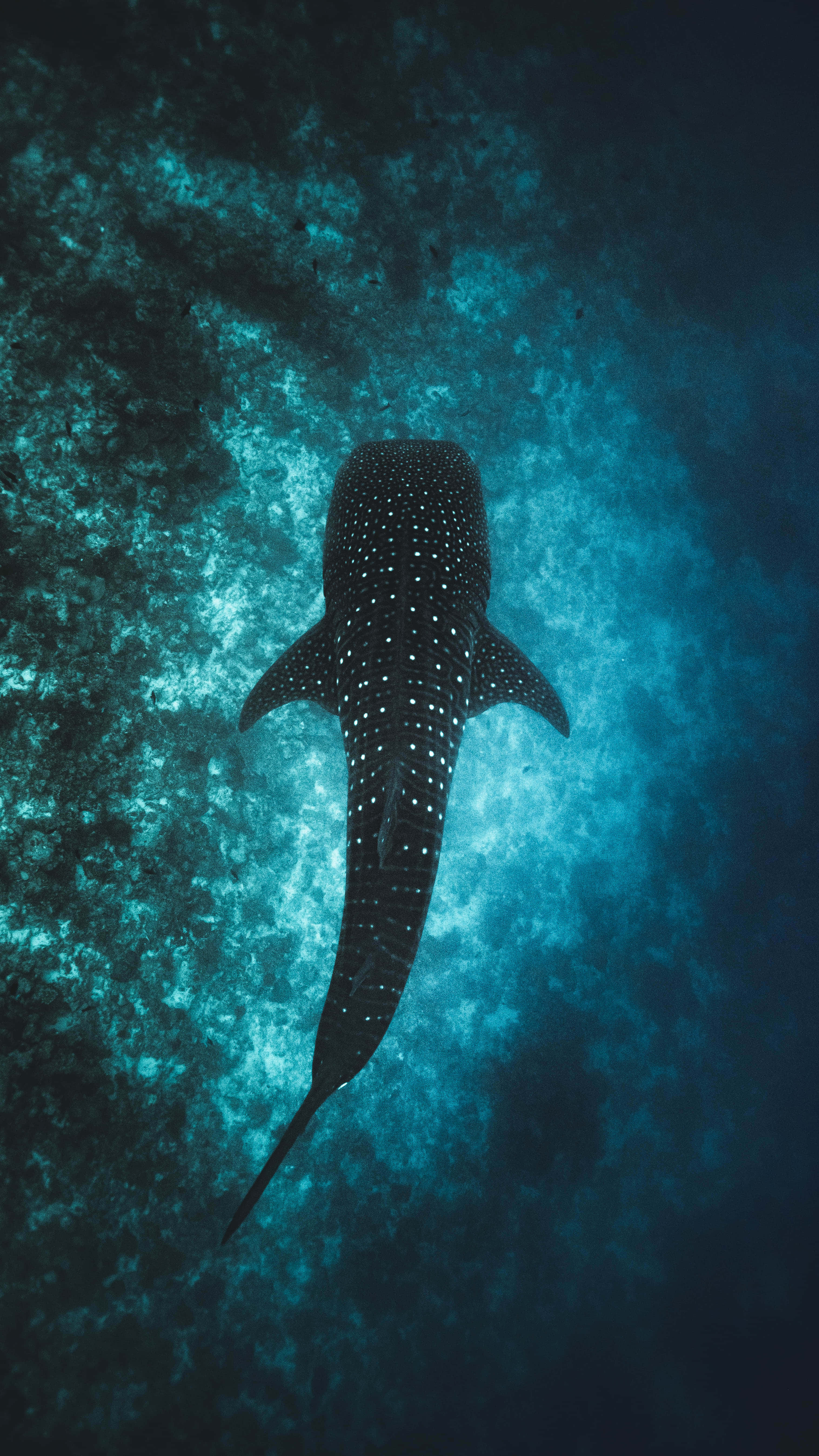 Cool Shark 桌布 壁紙 — 一條雄偉的鯨鯊從下方優雅地滑過碧藍的海水。
