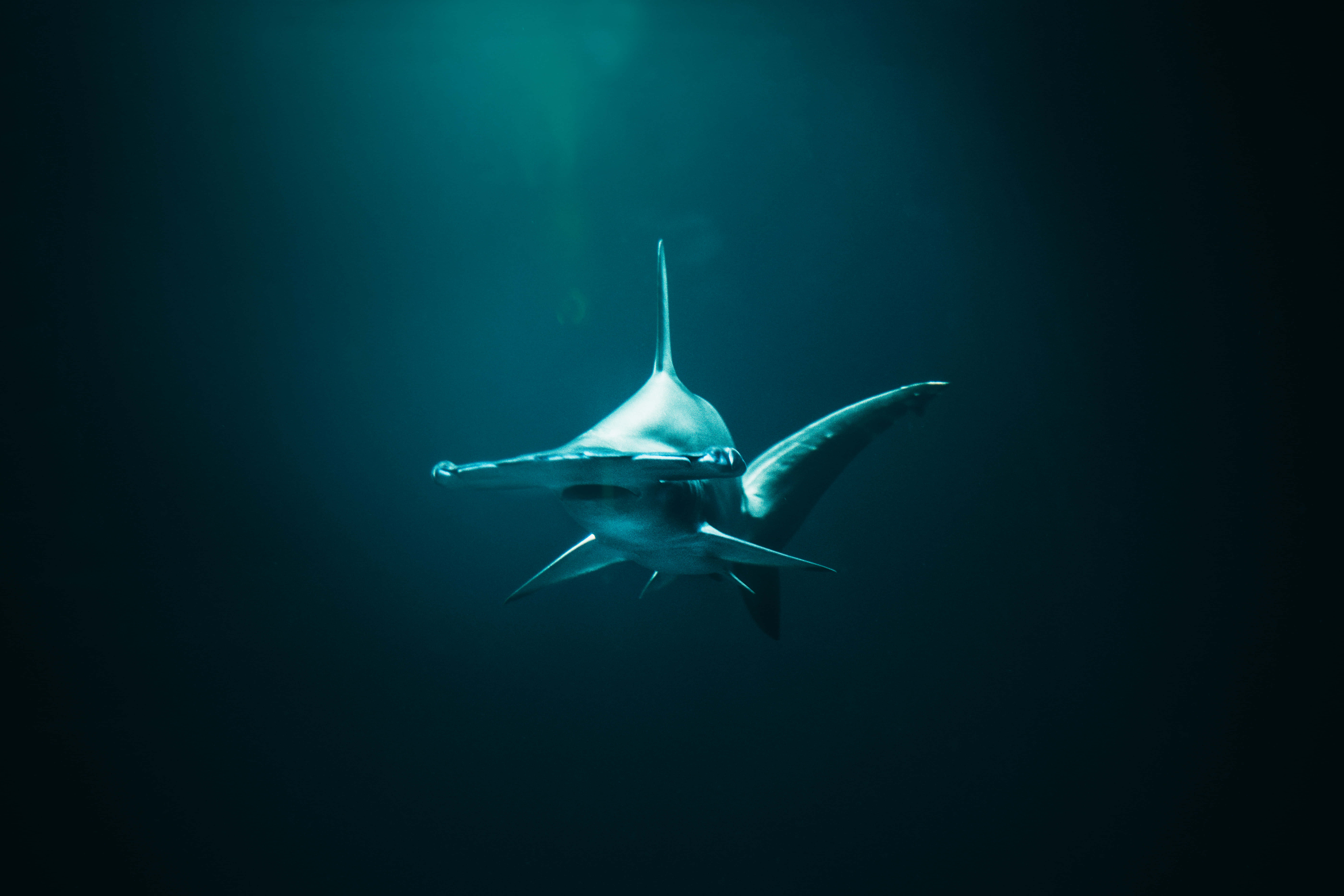 Hammerhead Shark 桌布 壁紙 — 一條雙髻鯊優雅地滑過深藍綠色的海水，被上方一道光線照亮。