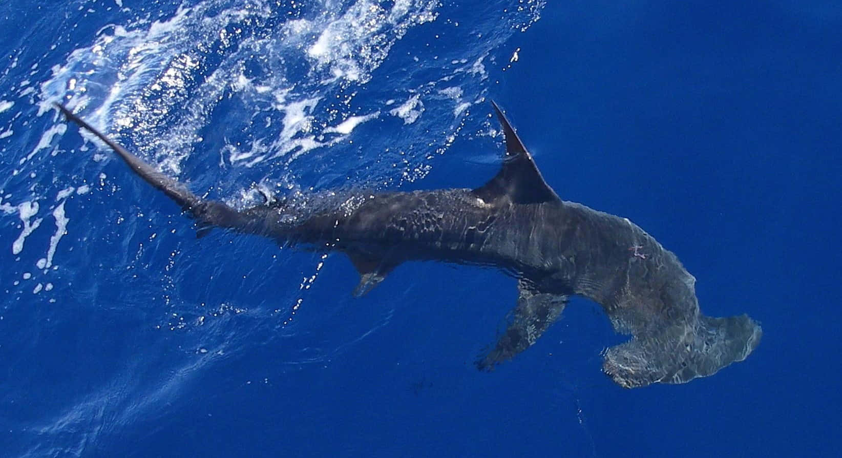 Hammerhead Shark 桌布 壁紙 — 一條雙髻鯊在充滿活力的藍色海洋中滑行，在靠近水面游動時產生白色泡沫。