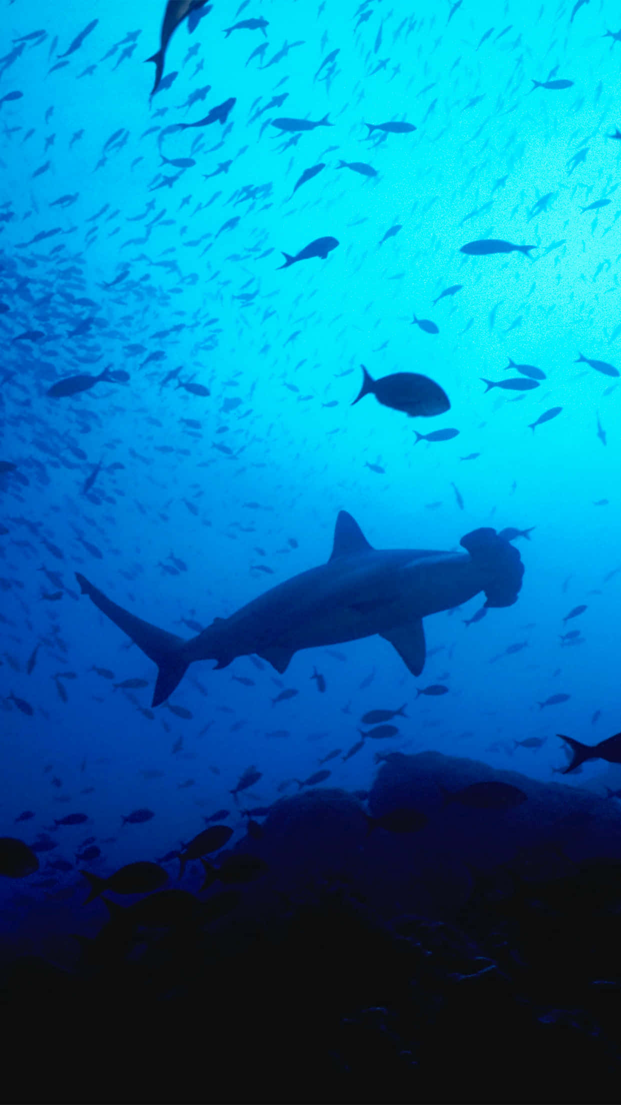 Shark iPhone 桌布 壁紙 — 一條雙髻鯊在深藍色海洋中優雅地滑行，被一群小魚包圍，靠近岩石礁。