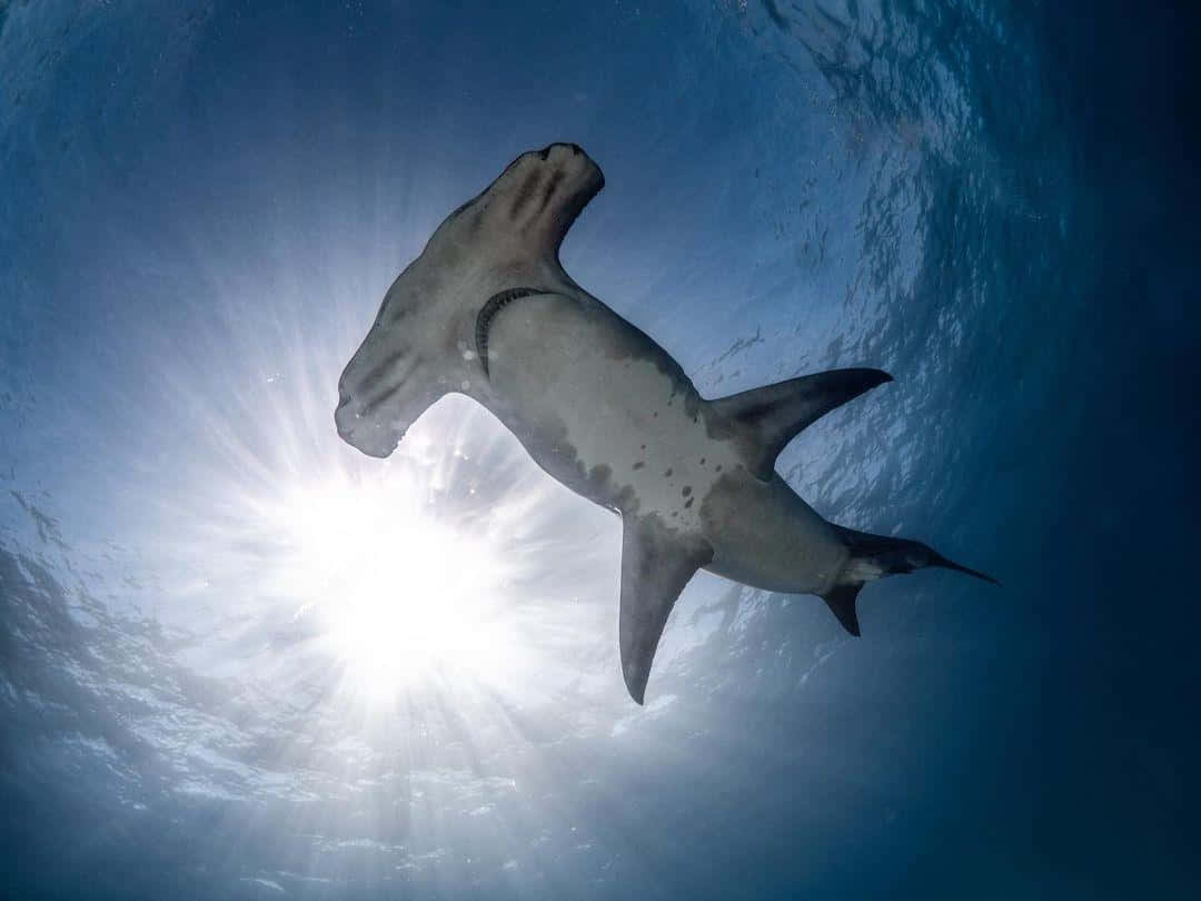 Hammerhead Shark 桌布 壁紙 — 一條雙髻鯊在清澈的藍色海水中優雅地滑行，陽光從上方灑落。