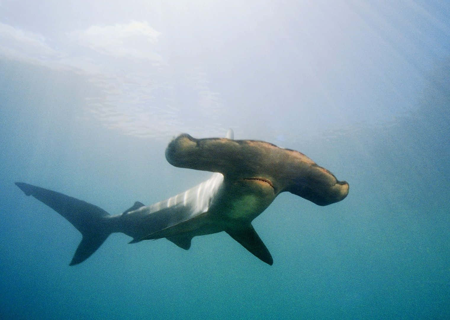 Hammerhead Shark 桌布 壁紙 — 一條雙髻鯊在清澈的藍色海水中優雅地滑行，陽光從上方穿透而下。