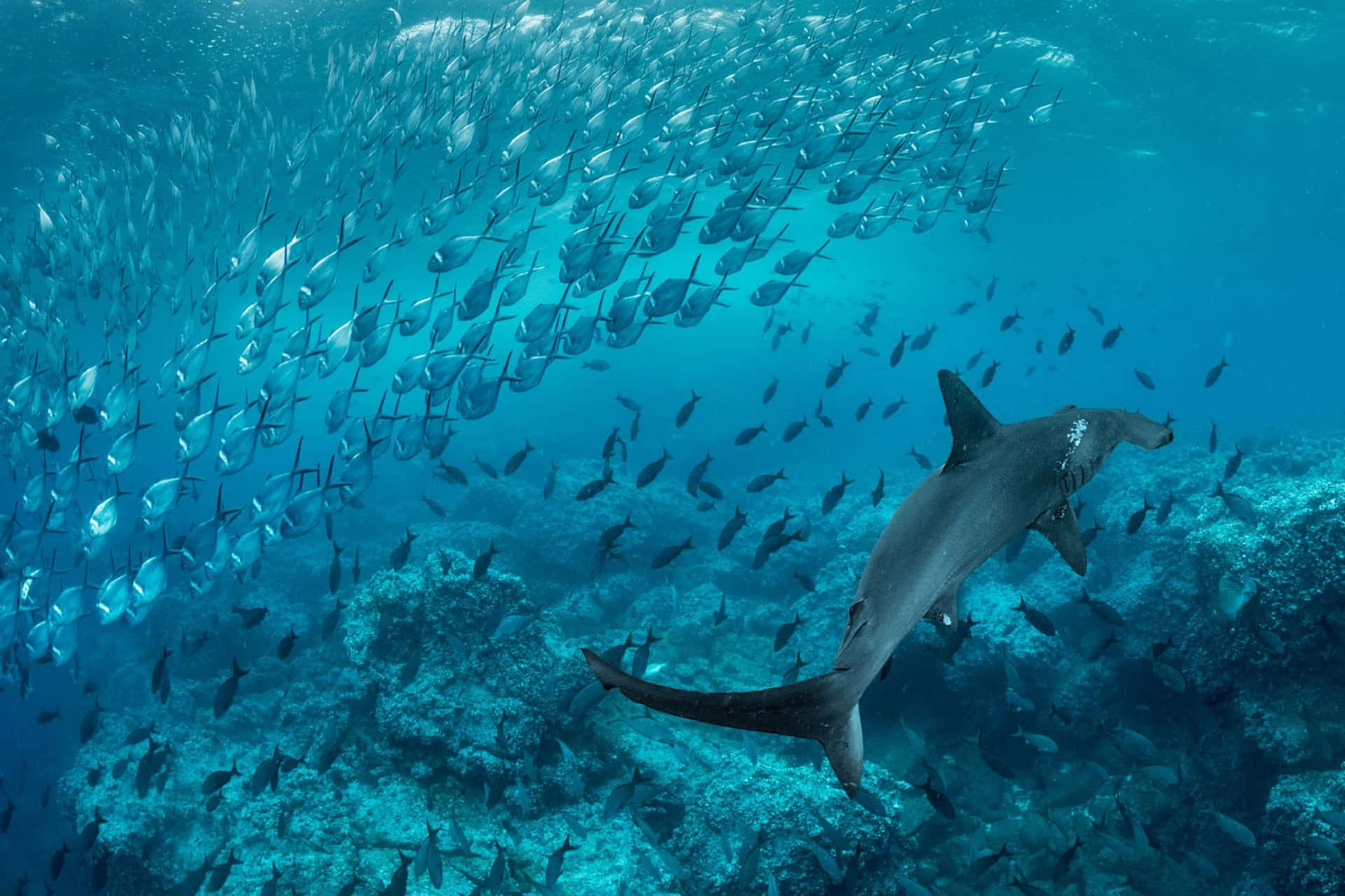 Hammerhead Shark 桌布 壁紙 — 一條雙髻鯊在碧綠的海水中優雅地滑行，被珊瑚礁上方旋轉的魚群包圍。