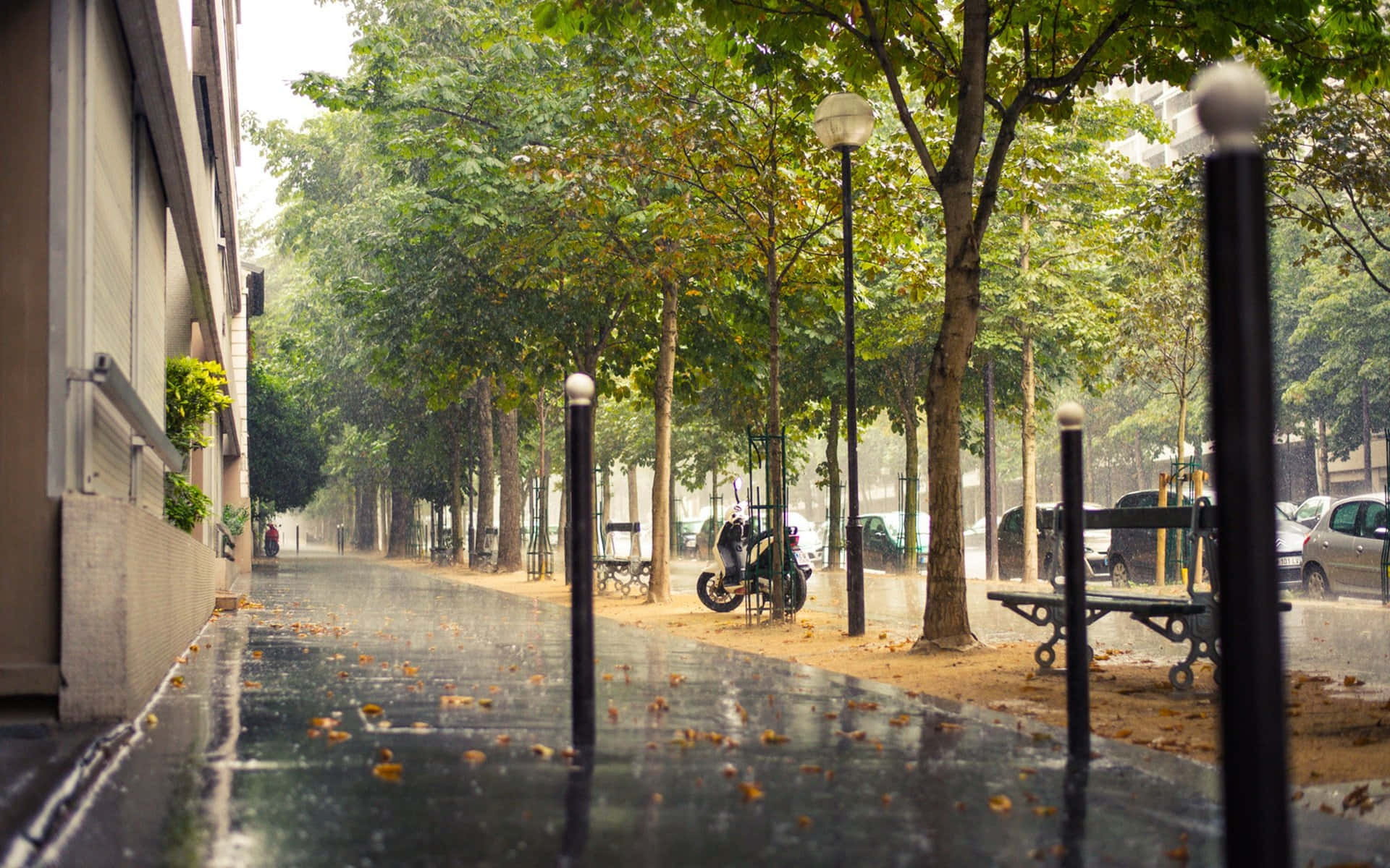 Sidewalk 桌布 壁紙 — 一條雨中的城市人行道，兩旁種滿樹木和長椅，在柔和日光下反射濕漉漉的路面。