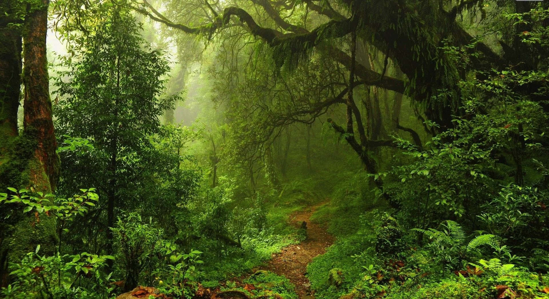 Forest Desktop 桌布 壁紙 — 一條霧氣瀰漫的叢林小徑蜿蜒穿過高聳的樹木，樹木上掛滿苔蘚，在柔和散射的光線下。