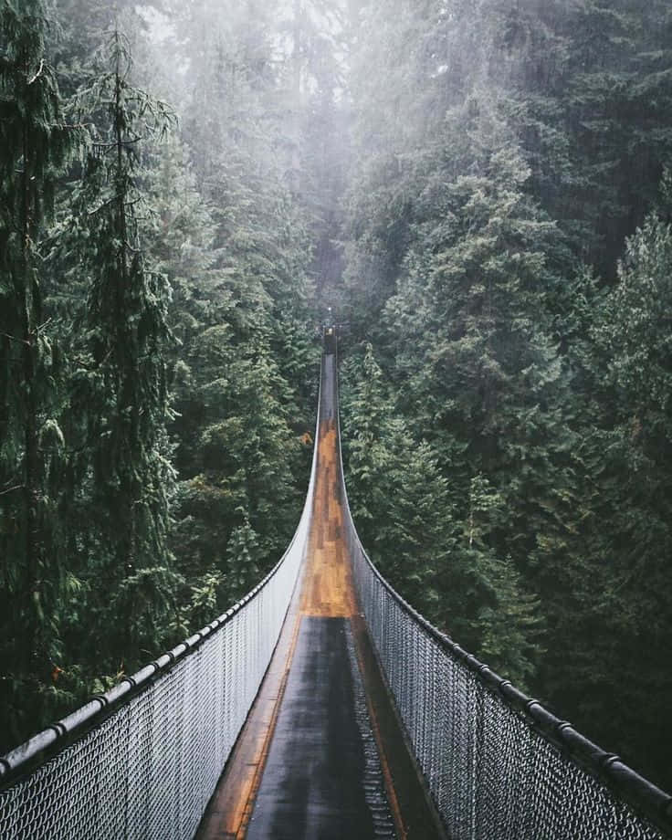 bridge 桌布 壁紙 — 一條霧氣瀰漫的吊橋穿過茂密的常綠森林，柔和的光線穿過樹冠。