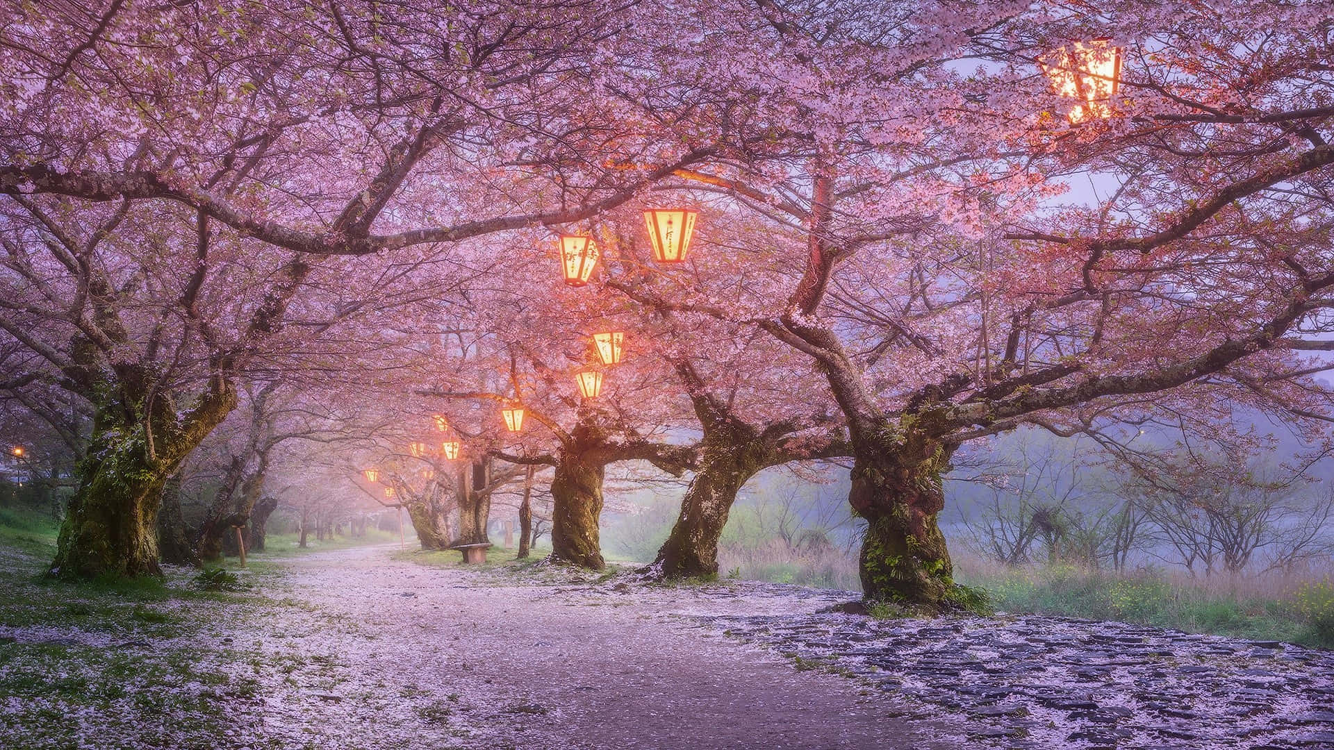 Cherry Blossom Tree 桌布 壁紙 — 一條霧氣瀰漫的小徑，兩旁開滿櫻花，掛滿發光的燈籠，將溫暖的光線投射在粉紅色的花瓣上。
