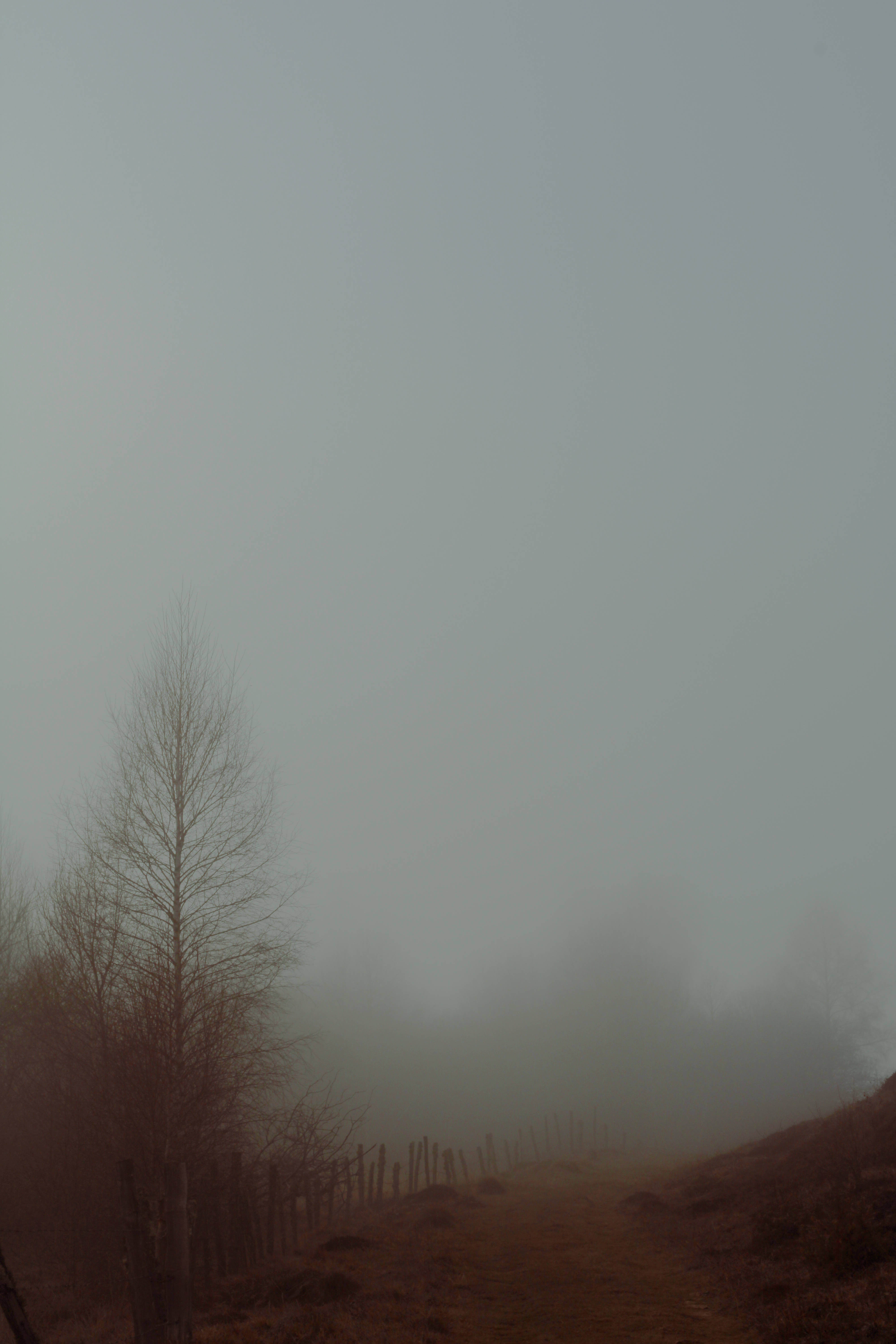 Paranormal 桌布 壁紙 — 一條霧氣瀰漫的山坡小徑，兩旁是光禿禿的樹木和風化的圍欄，在灰濛濛的天空下消失在濃霧中。