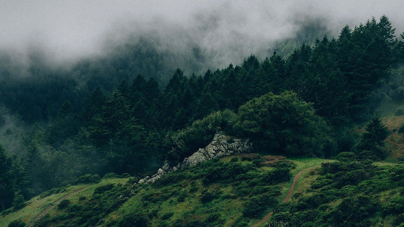 Aesthetic Nature 桌布 壁紙 — 一條霧氣瀰漫的山間小徑蜿蜒穿過茂密的常綠森林，天空多雲。