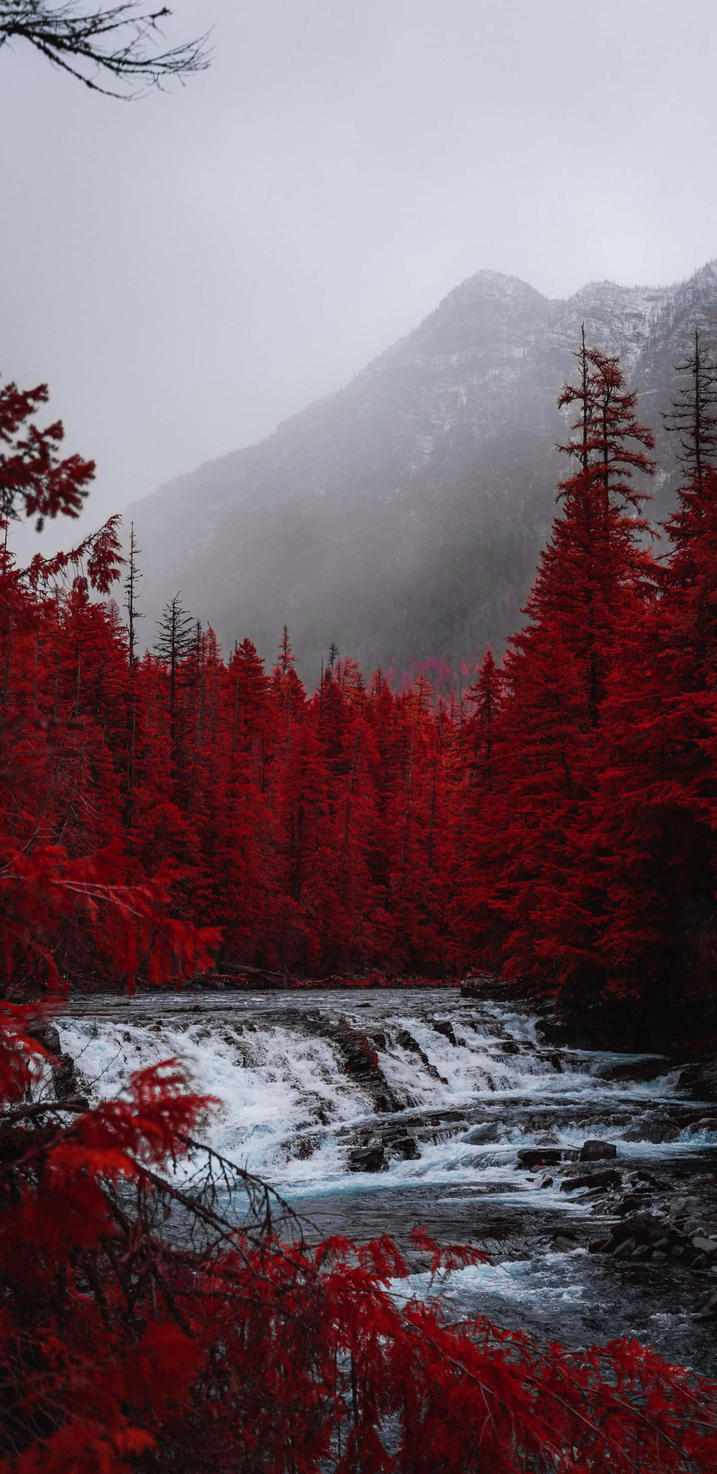 Aesthetic Nature 桌布 壁紙 — 一條霧氣瀰漫的山間溪流，流過一片鮮紅樹木的森林，天空灰濛濛。