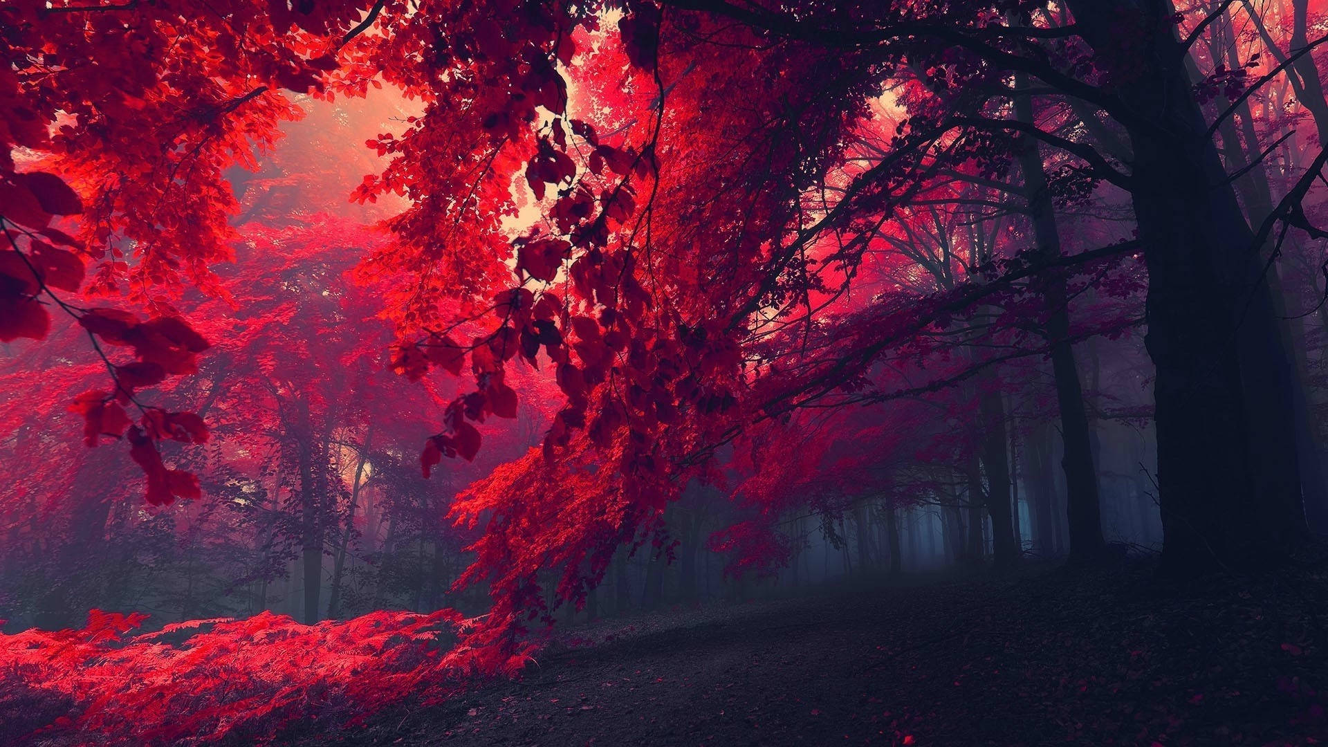 暗紅色 桌布 壁紙 — 一條霧氣瀰漫的森林小徑，兩旁是鮮紅色的樹葉，在超現實的粉紅色天空下閃耀著光芒。