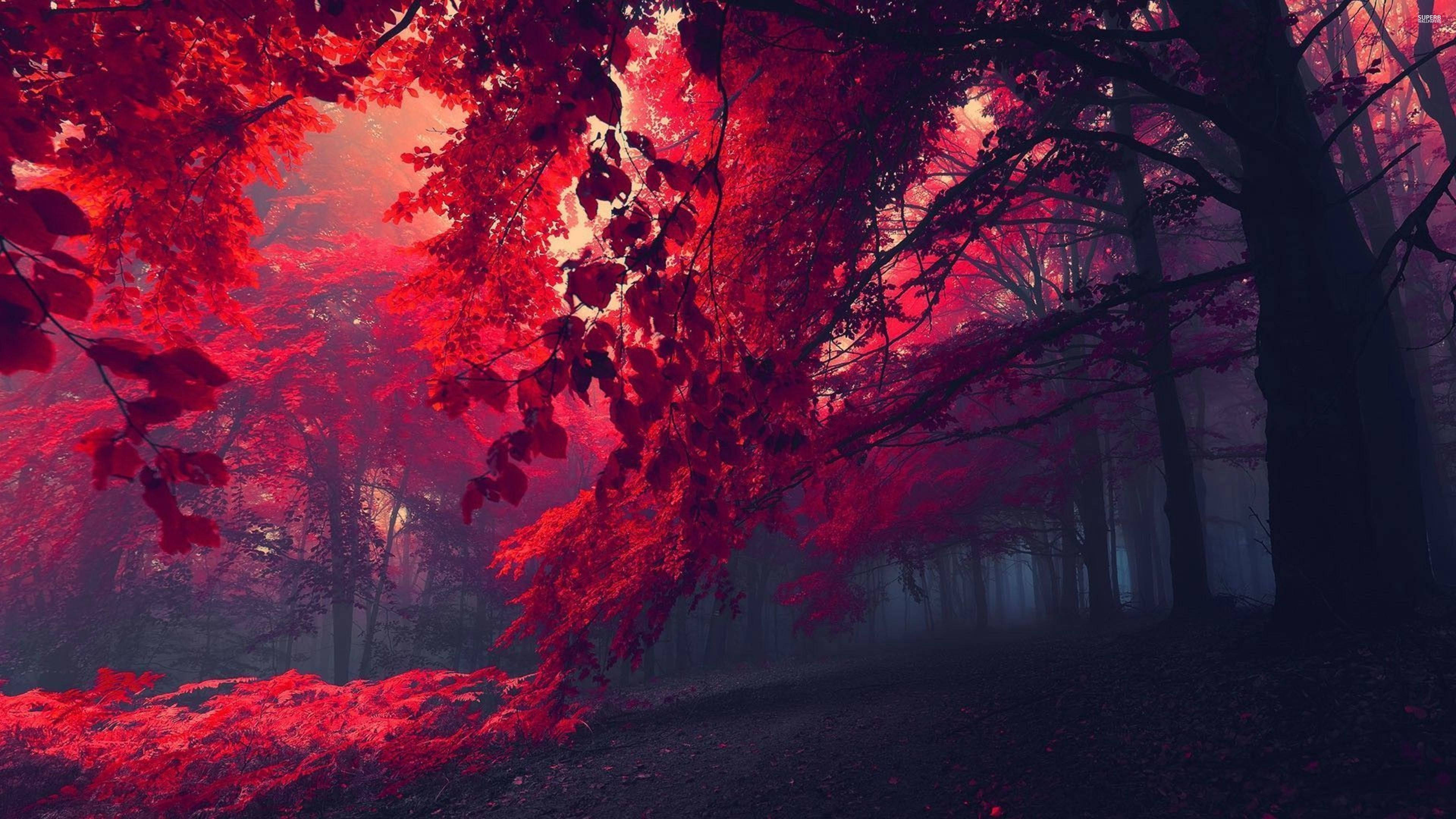 4K 沉靜 桌布 壁紙 — 一條霧氣瀰漫的森林小徑，兩旁是鮮紅色的樹葉，在超現實的粉紅色和紫色天空下閃耀。