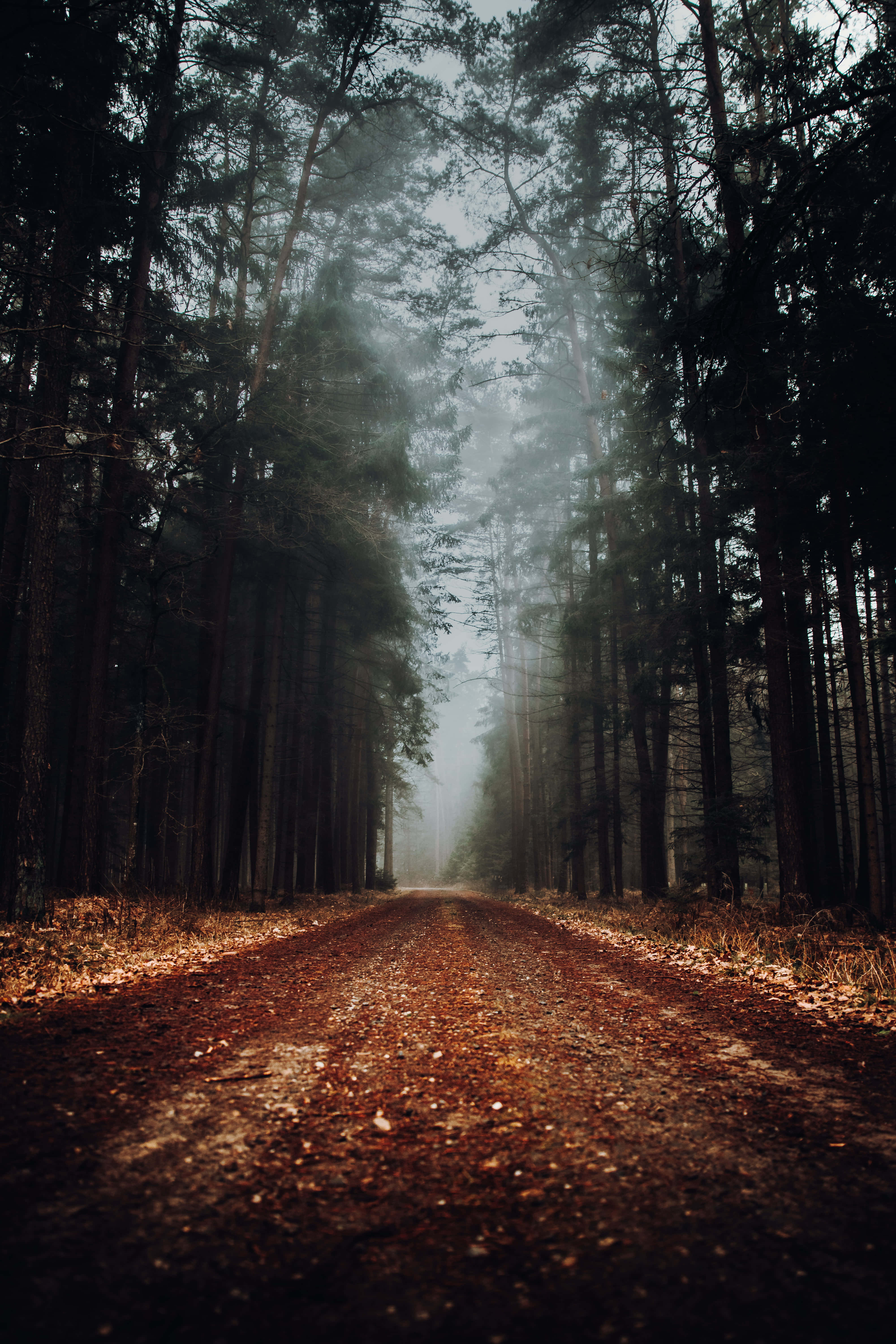 Path 桌布 壁紙 — 一條霧氣瀰漫的森林小徑，兩旁種滿高大的松樹，沐浴在透過樹冠灑落的柔和金色光線中。