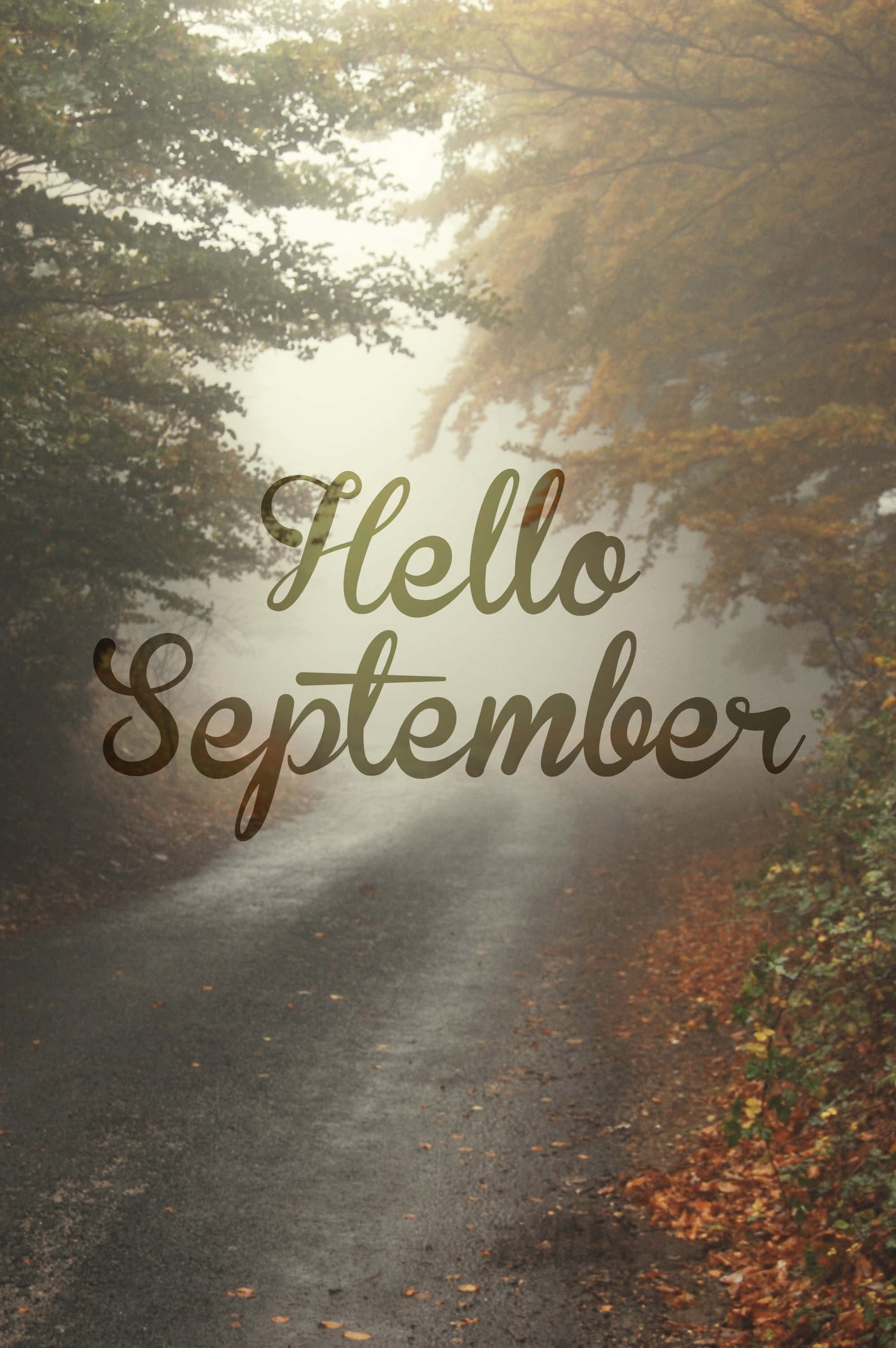 September 桌布 壁紙 — 一條霧氣瀰漫的森林小徑，兩旁鋪滿秋葉，通往金色的光芒，並以優雅的手寫體寫上「Hello September」。