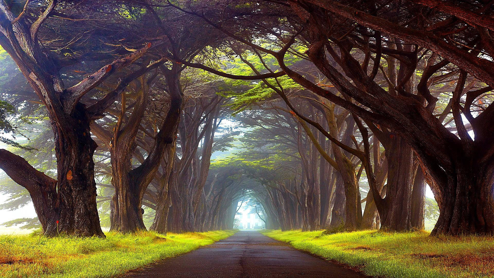 Country Road 桌布 壁紙 — 一條霧氣瀰漫的森林小徑，兩旁高聳的樹木在頭頂彎曲形成一條自然隧道，沐浴在柔和晨光中。