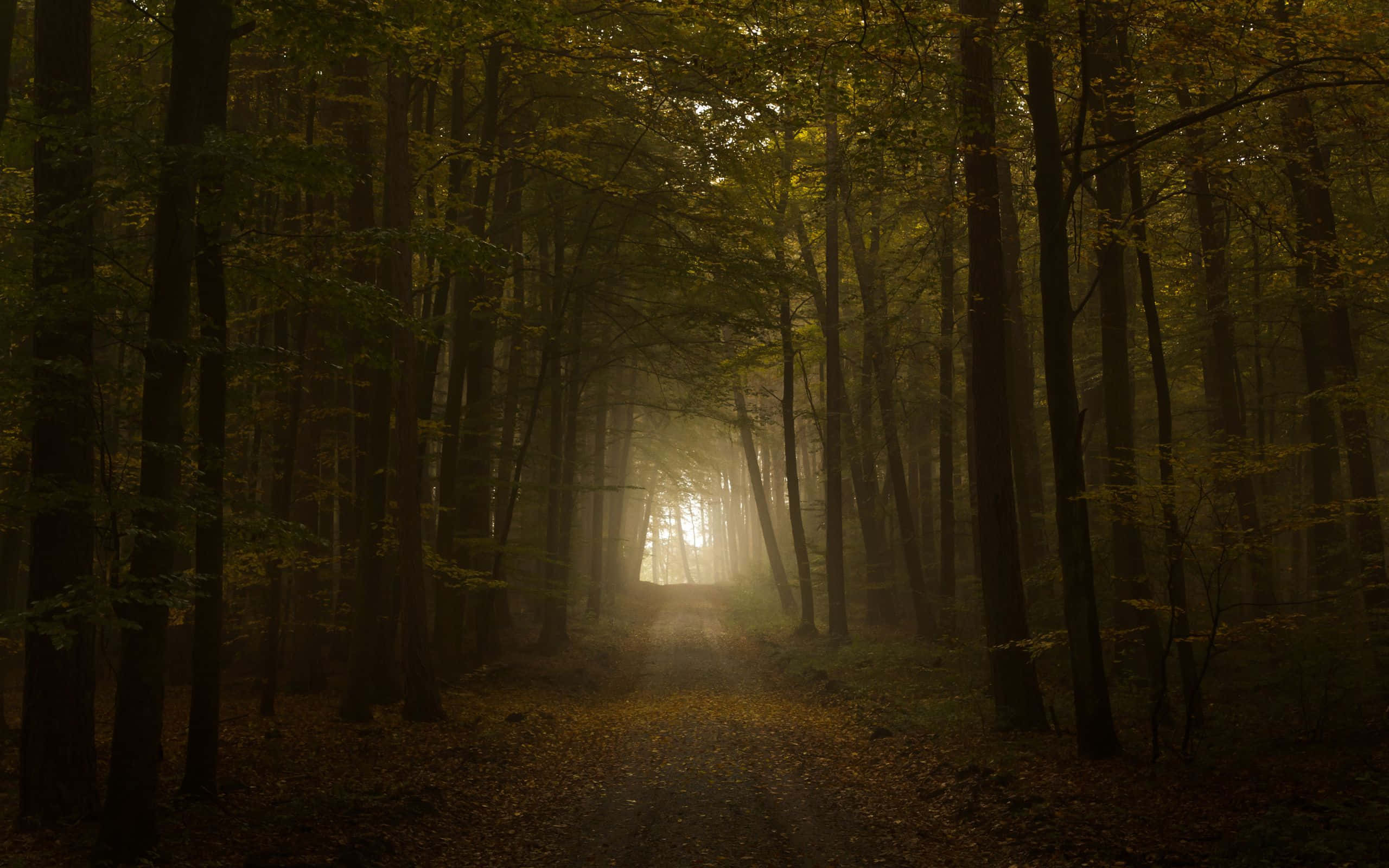 Dark Autumn 桌布 壁紙 — 一條霧氣瀰漫的森林小徑，兩旁高聳的樹木沐浴在透過秋葉灑落的金色陽光中。