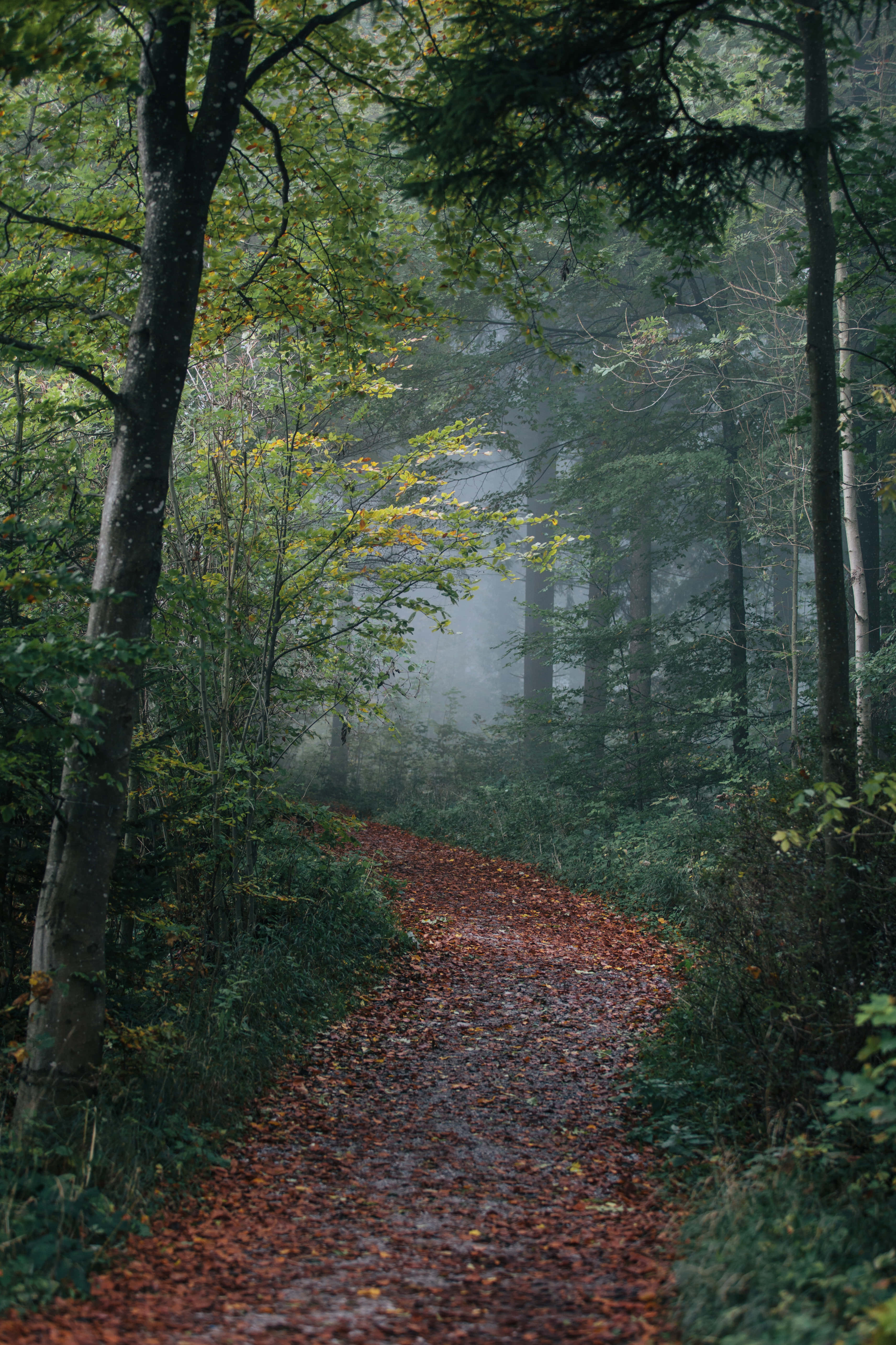 Beautiful Nature 桌布 壁紙 — 一條霧氣瀰漫的森林小徑，兩旁高聳樹木林立，地上鋪滿落下的紅葉，光線柔和而散射。