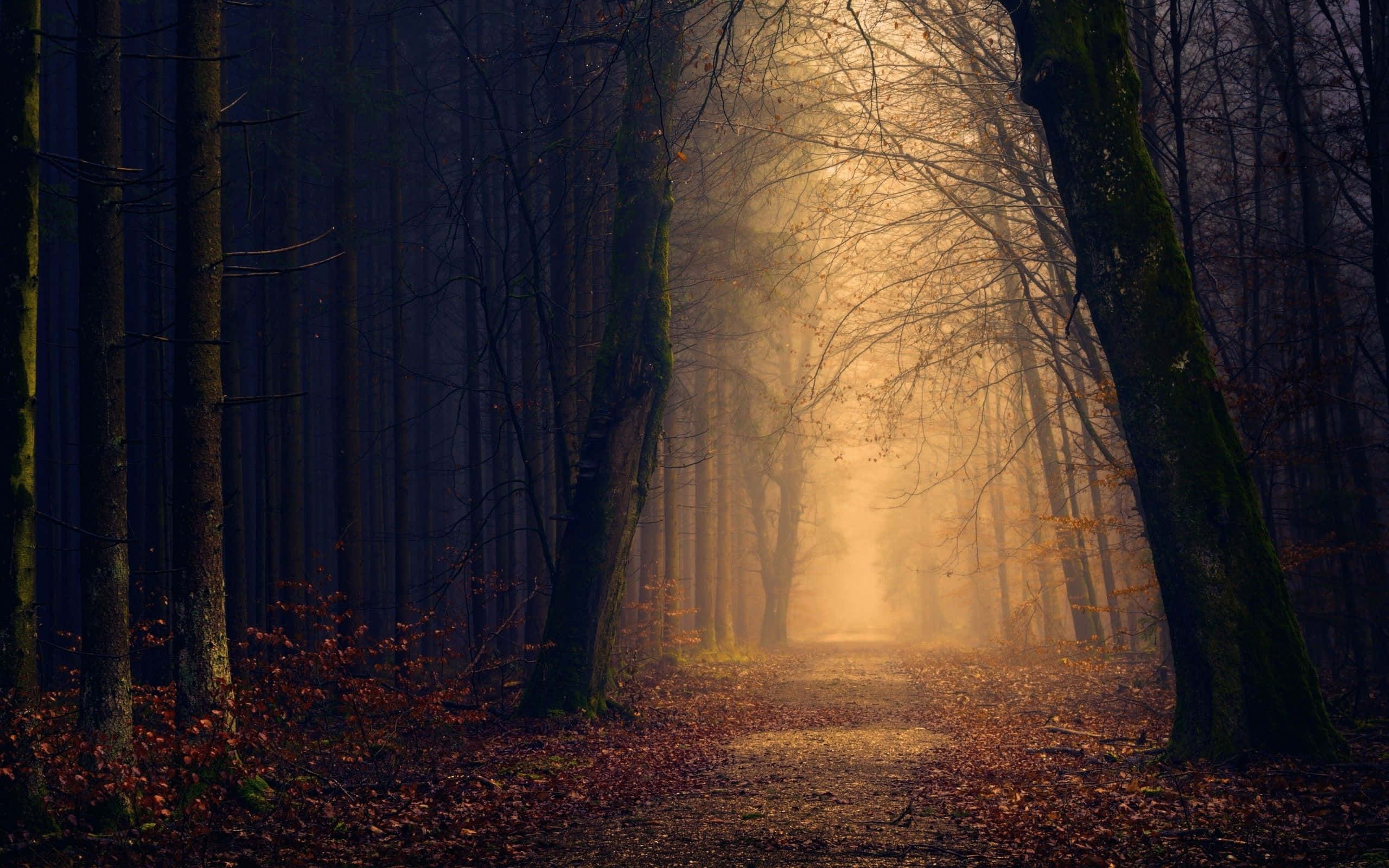 Dark Autumn 桌布 壁紙 — 一條霧氣瀰漫的森林小徑沐浴在金色陽光中，陽光穿過光禿的樹木，在落葉上投下長長的影子。