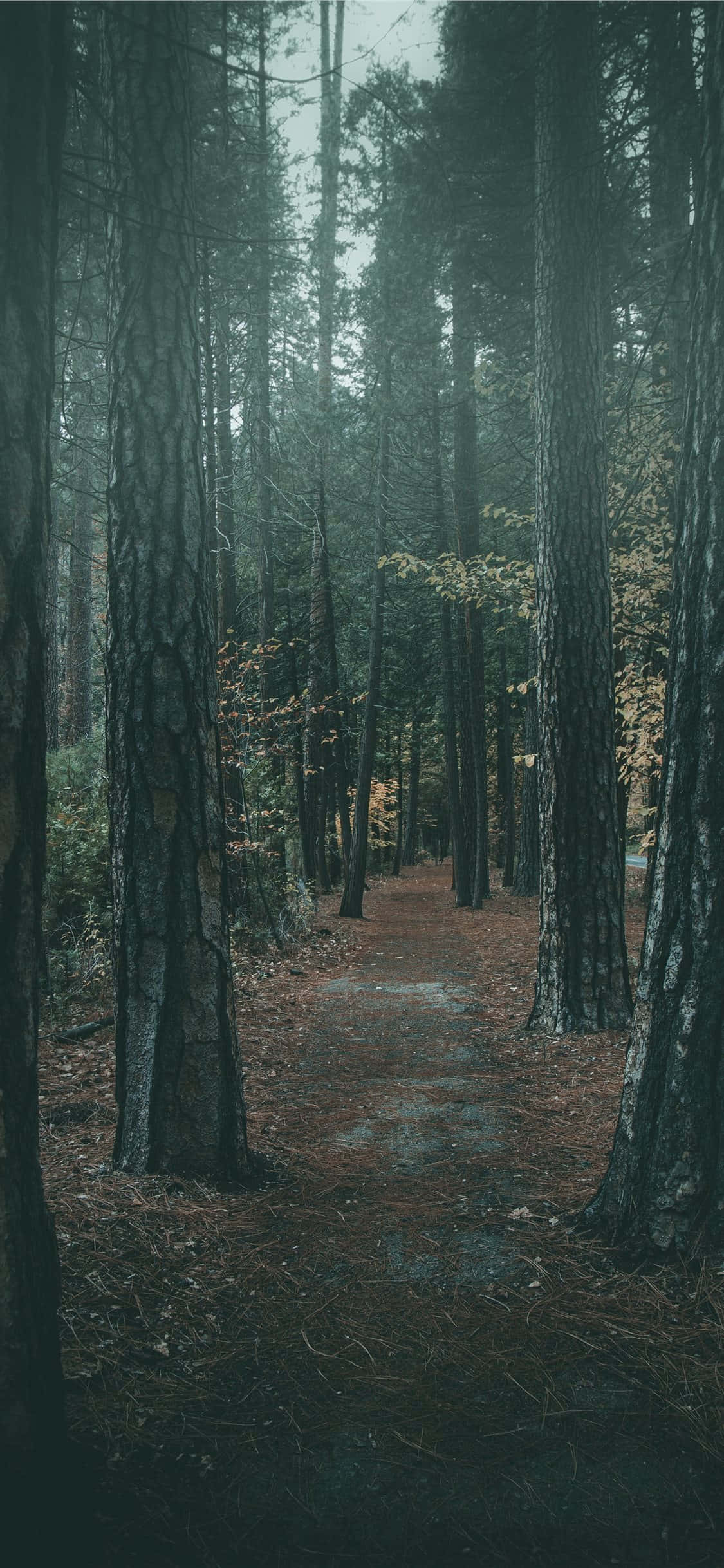 woods 桌布 壁紙 — 一條霧氣瀰漫的森林小徑蜿蜒在高大的松樹之間，天空陰沉多雲。