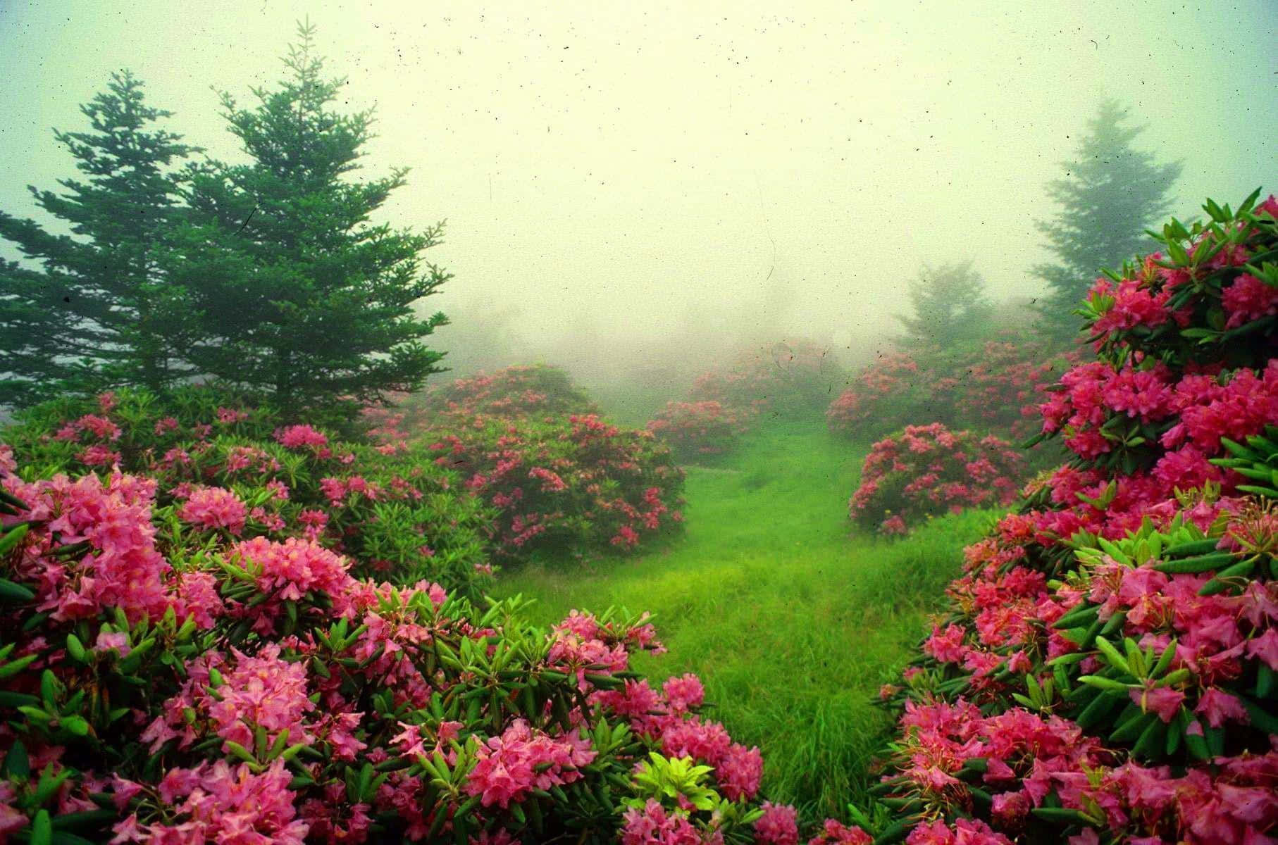 Nature Garden 桌布 壁紙 — 一條霧氣瀰漫的森林小徑蜿蜒穿過充滿活力的粉紅色杜鵑花和茂密的綠草，兩旁是高聳的常綠樹。