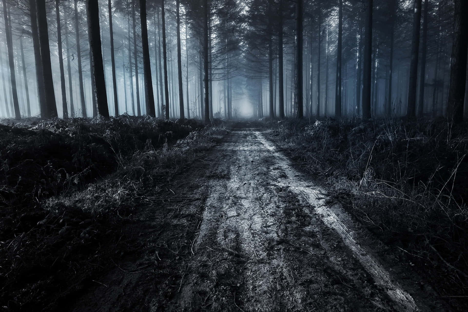 Dark Road 桌布 壁紙 — 一條霧氣瀰漫的森林小徑蜿蜒穿過高大的暗色樹木，天空陰沉，柔和的光線透過樹冠灑落。