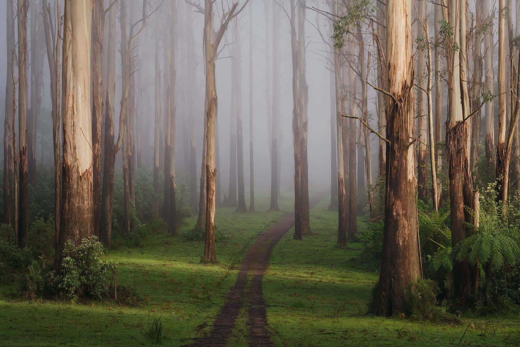 Nature Landscape 桌布 壁紙 — 一條霧氣瀰漫的森林小徑蜿蜒穿過高大的桉樹，柔和的晨光透過霧氣灑落。