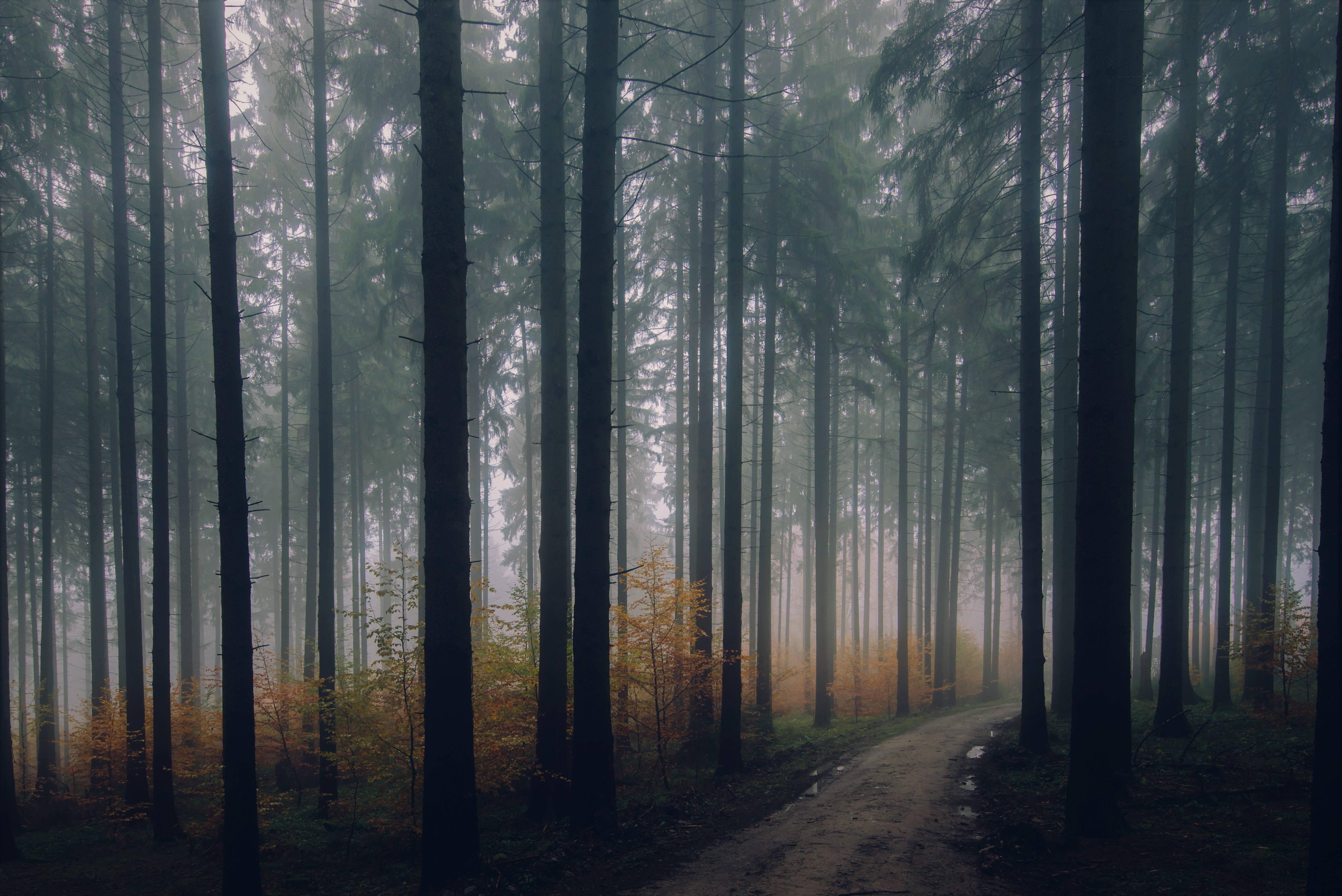 Dark Forest iPhone 桌布 壁紙 — 一條霧氣瀰漫的森林小徑蜿蜒穿過高大的深色樹木，金色的灌木叢在朦朧的光線中柔和地發光。