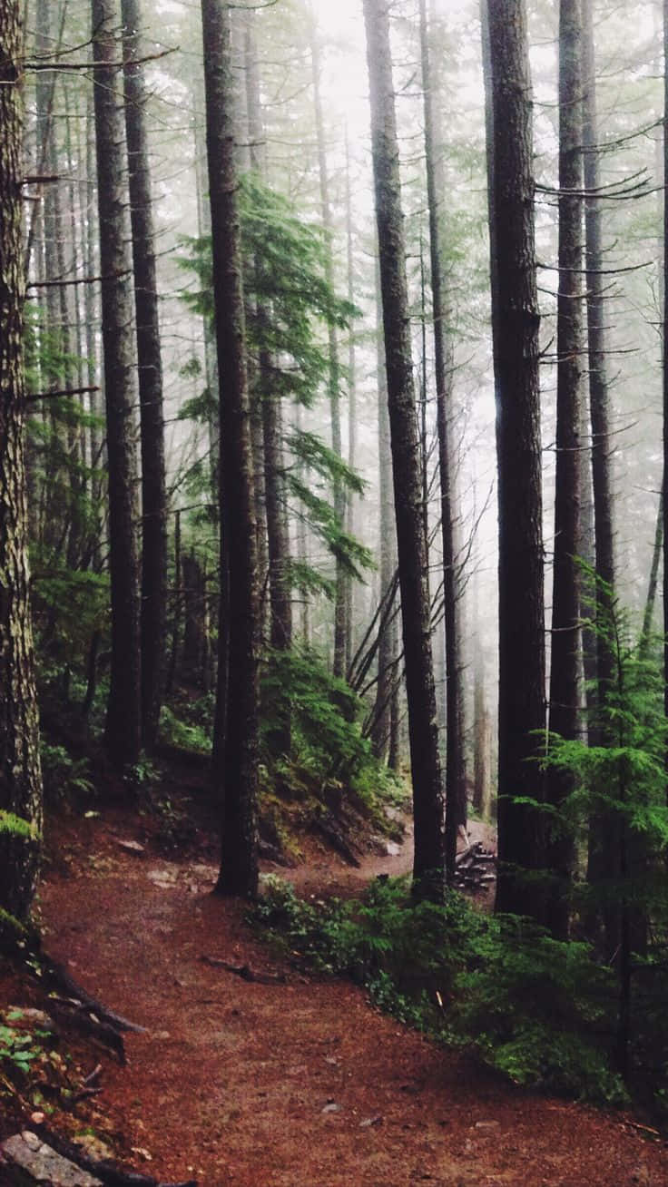 Trees iPhone 桌布 壁紙 — 一條霧氣瀰漫的森林小徑蜿蜒穿過高大的常綠樹，地面潮濕，柔和的光線穿過樹冠灑落。