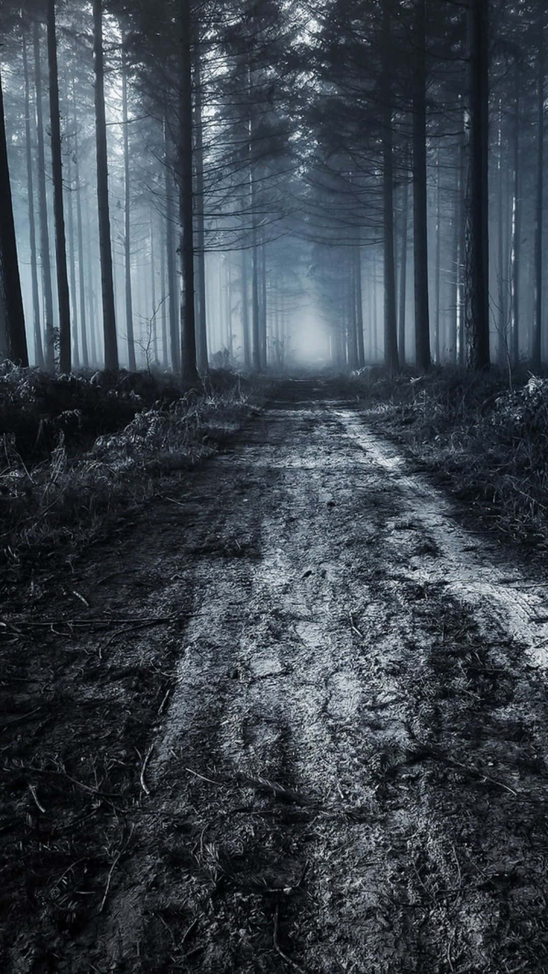 Unsettling 桌布 壁紙 — 一條霧氣瀰漫的森林小徑蜿蜒穿過高聳的樹木，在昏暗的藍灰色天空下，營造出神秘而詭異的氛圍。