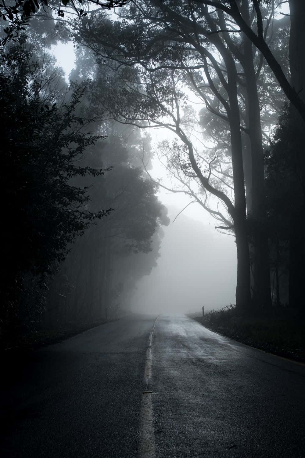 Dark Road 桌布 壁紙 — 一條霧氣瀰漫的森林小路伸入黑暗之中，兩旁高聳的樹木形成框架，樹冠間透出空靈的光線。