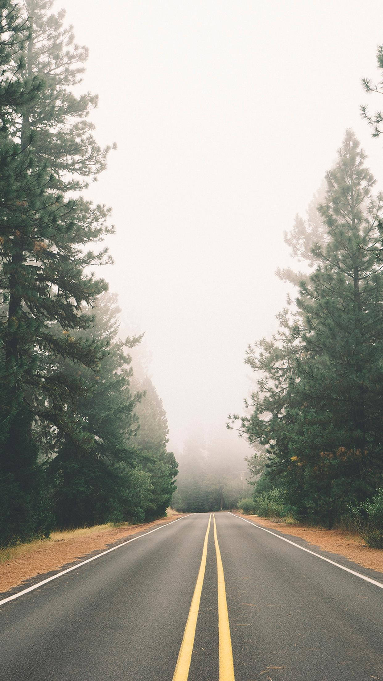 Nature iPhone 桌布 壁紙 — 一條霧氣瀰漫的森林道路向前延伸，兩旁是高聳的松樹，天空朦朧。
