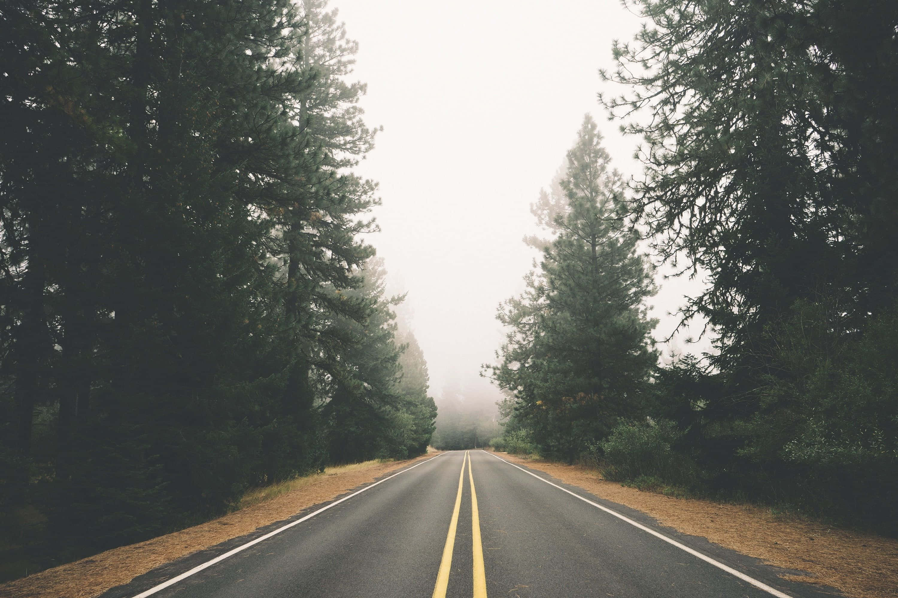 Road 桌布 壁紙 — 一條霧氣瀰漫的森林道路向前延伸，兩旁是高聳的常綠樹，天空灰濛濛的。