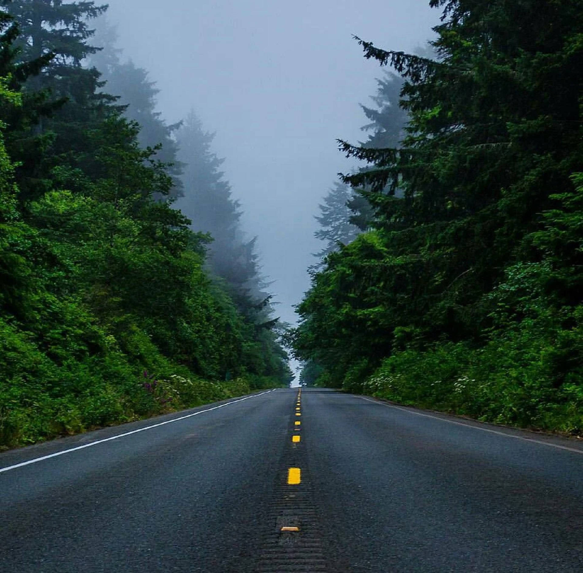 Forks 桌布 壁紙 — 一條霧氣瀰漫的森林道路在灰色天空下延伸至遠方，兩旁是茂密的綠色樹木。