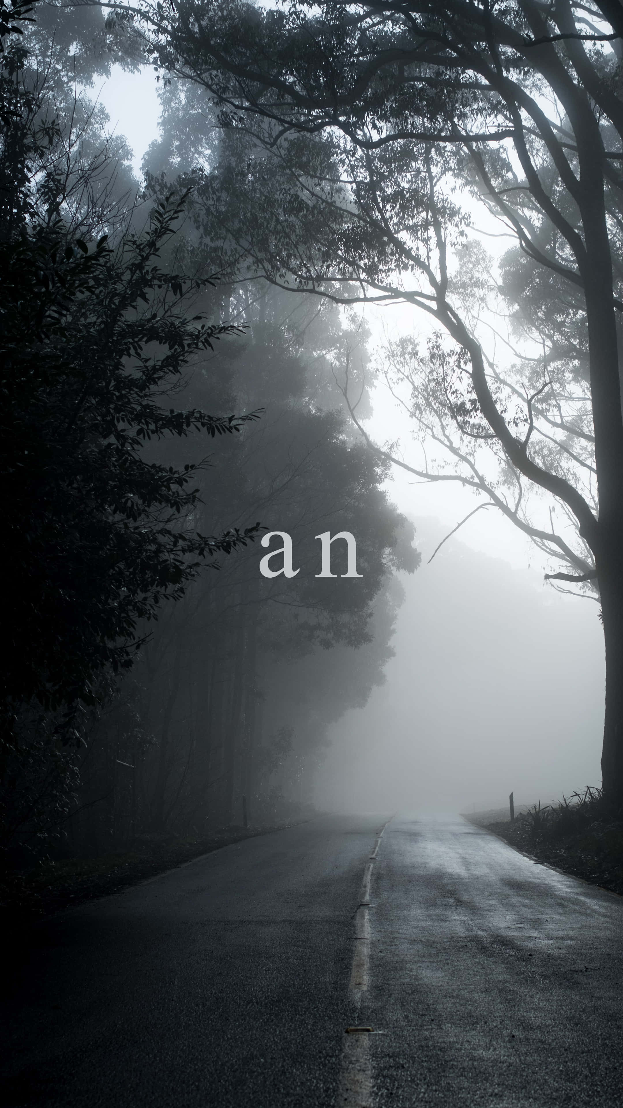 Typography 桌布 壁紙 — 一條霧氣瀰漫的森林道路蜿蜒穿過高聳的樹木，柔和的光線穿過樹冠。