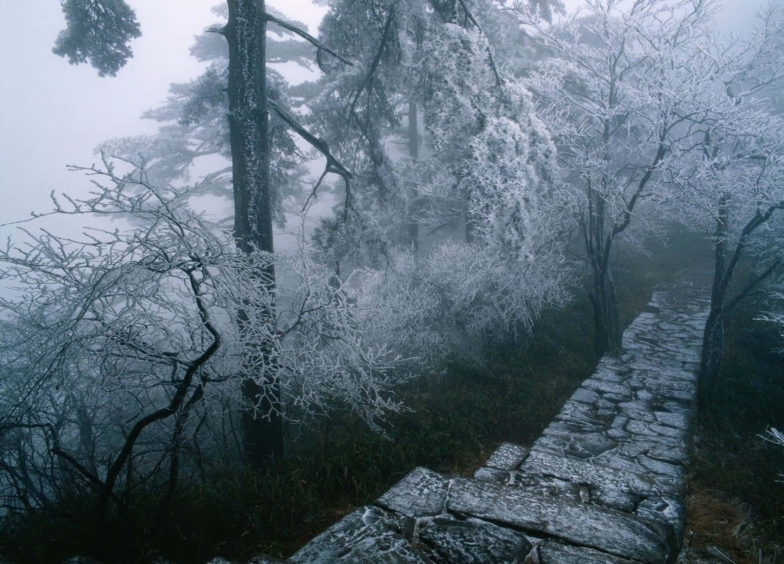 雪 桌布 壁紙 — 一條霧氣瀰漫的石徑蜿蜒穿過覆蓋霜雪的樹木，在寧靜的冬季森林中。