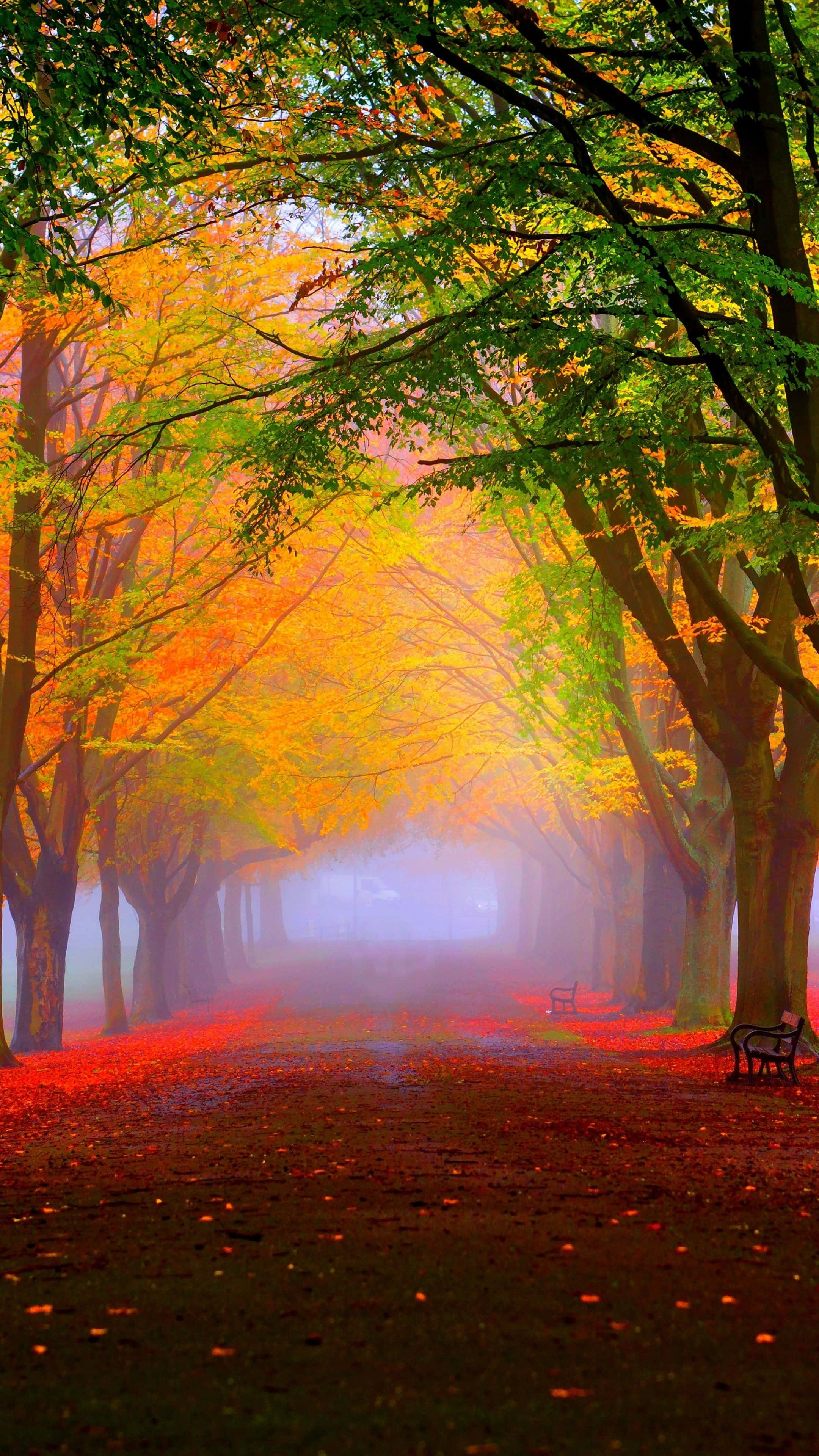 Cute Autumn 桌布 壁紙 — 一條霧氣瀰漫的秋天小徑，兩旁樹木展現出火紅的橙色和綠色樹葉，紅色落葉覆蓋地面。