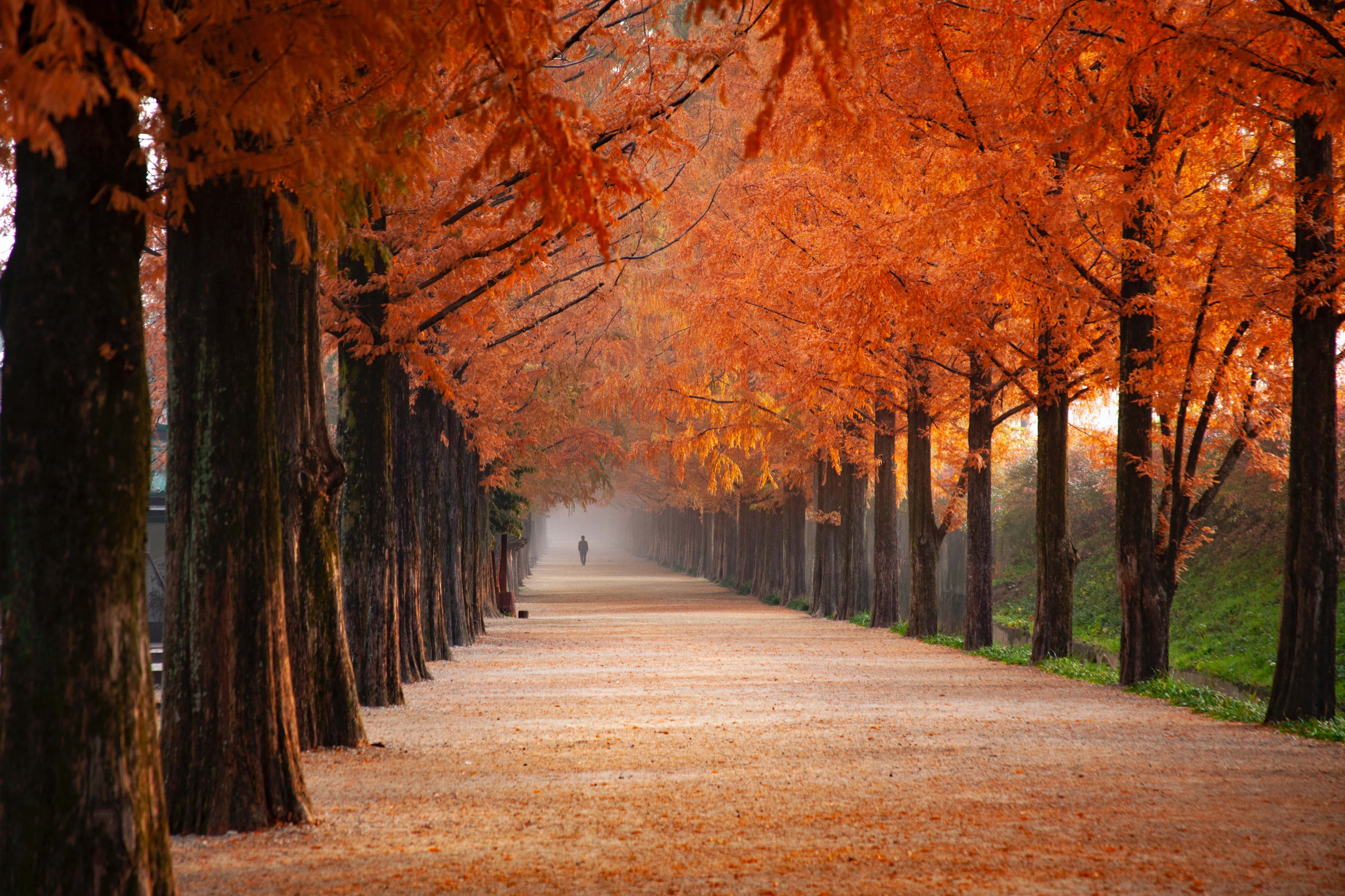 Fall Aesthetic Macbook 桌布 壁紙 — 一條霧氣瀰漫的秋天小徑，兩旁種滿了充滿活力的橙色樹木，營造出一種寧靜的隧道效果，一個孤獨的身影走向遠方。