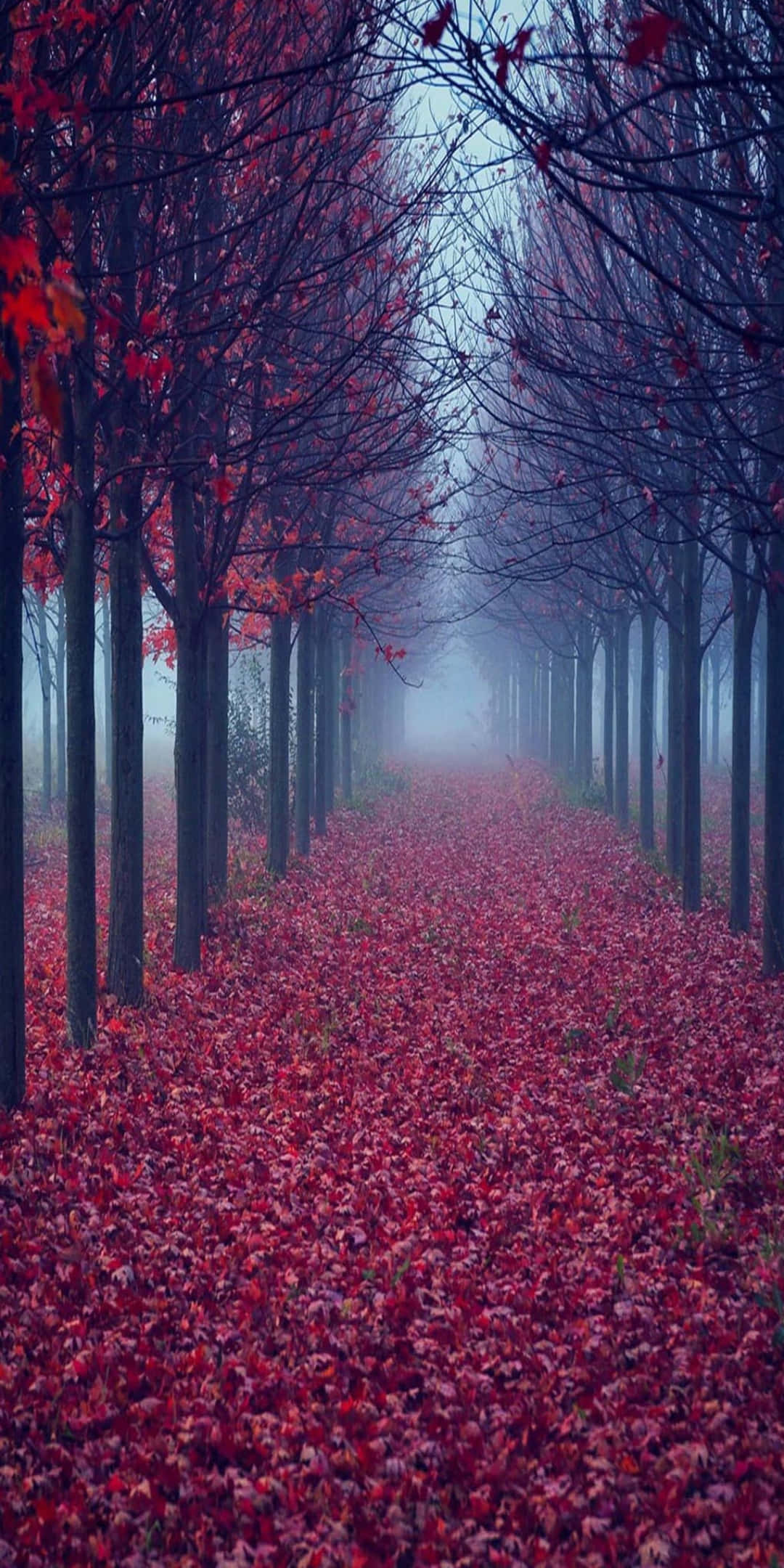 Pixel 3 Autumn 桌布 壁紙 — 一條霧氣瀰漫的秋天小徑，兩旁高聳的樹木，紅葉鋪滿地面，並從光禿的樹枝上垂掛下來。