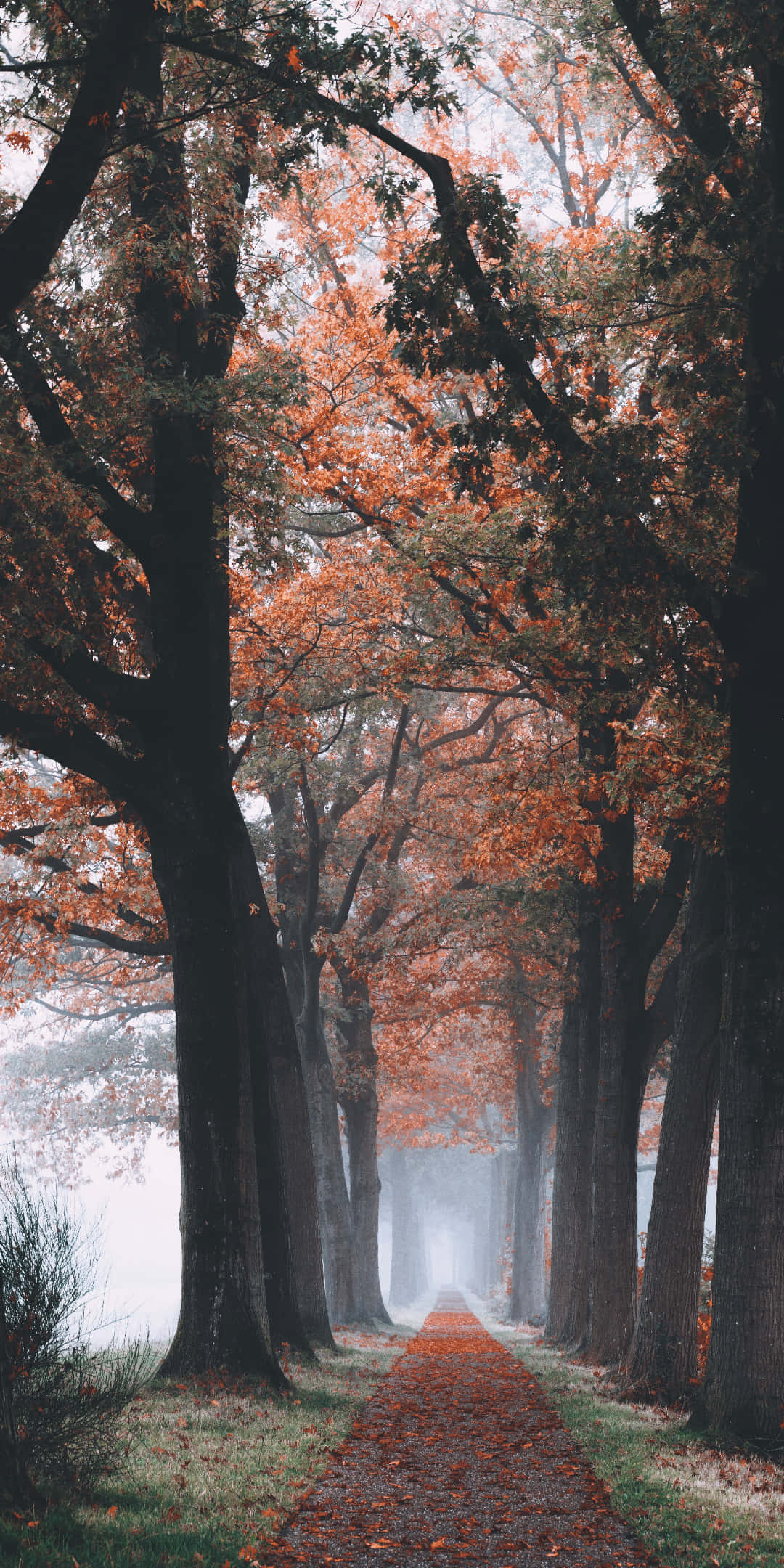Pixel 3 Autumn 桌布 壁紙 — 一條霧氣瀰漫的秋天小徑，兩旁高聳的樹木，橙色的樹葉在落葉上方形成樹冠。
