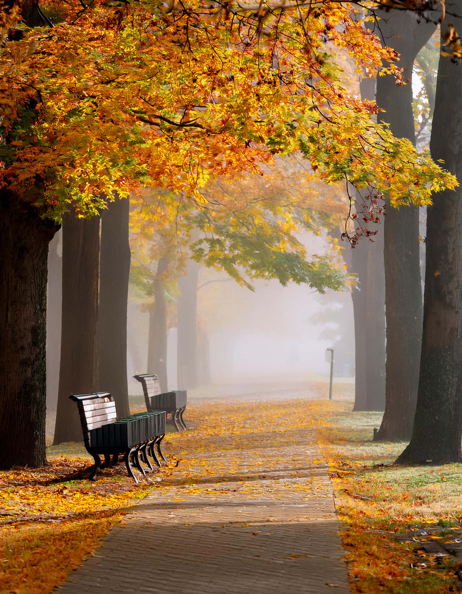 The Silence of Autumn 壁紙 — 一條霧氣瀰漫的秋季公園小徑，兩旁種滿金黃葉子的樹木，空長椅在柔和的晨光下。