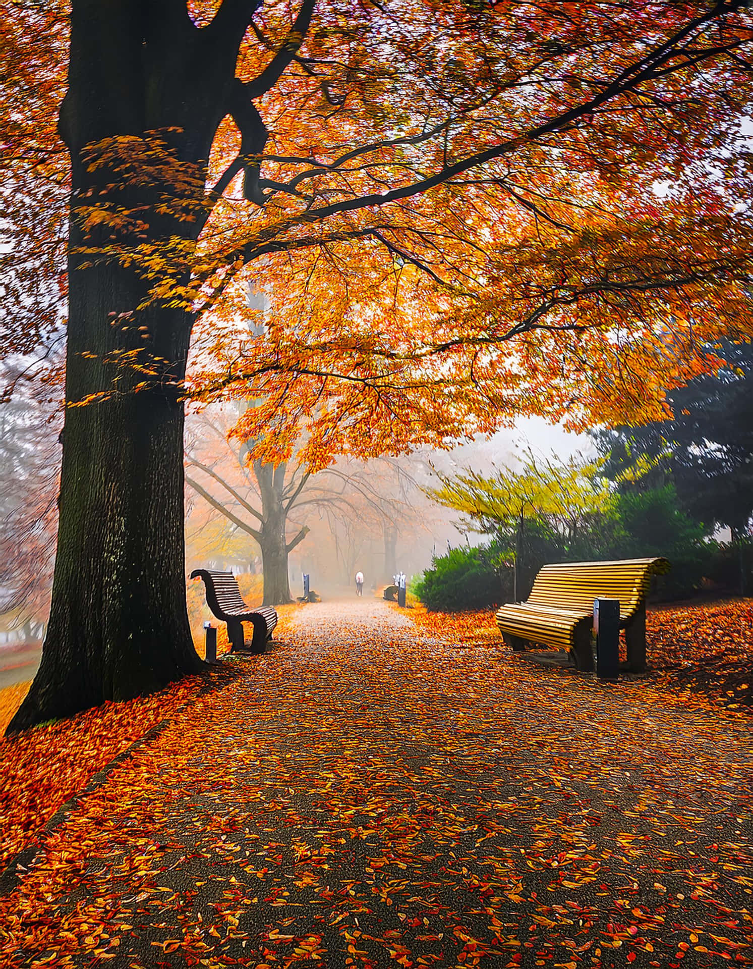 The Silence of Autumn 壁紙 — 一條霧氣瀰漫的秋季公園小徑，兩旁長椅林立，上方是火紅橙葉的樹冠。