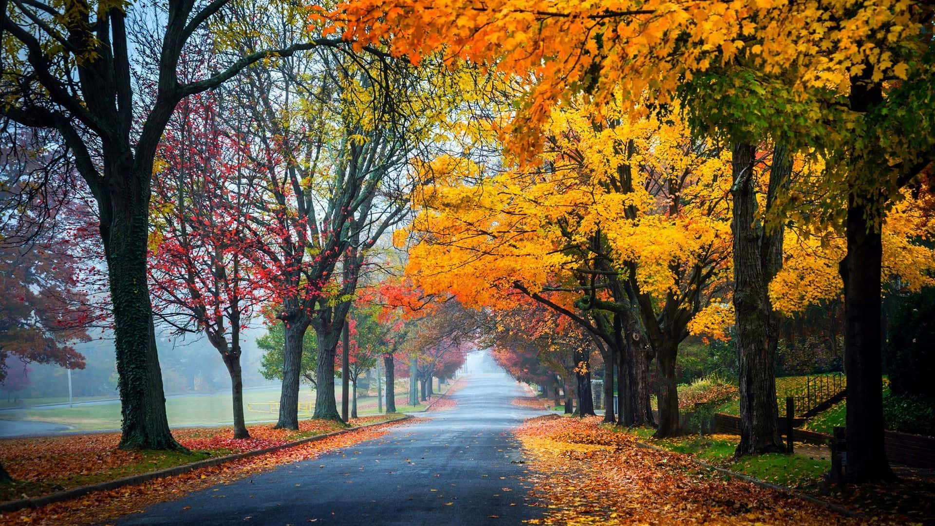 Fall Colors 桌布 壁紙 — 一條霧氣瀰漫的秋季道路，兩旁種滿鮮豔的橙色和紅色樹木，樹枝在頭頂交織成拱形，落葉鋪滿路面。