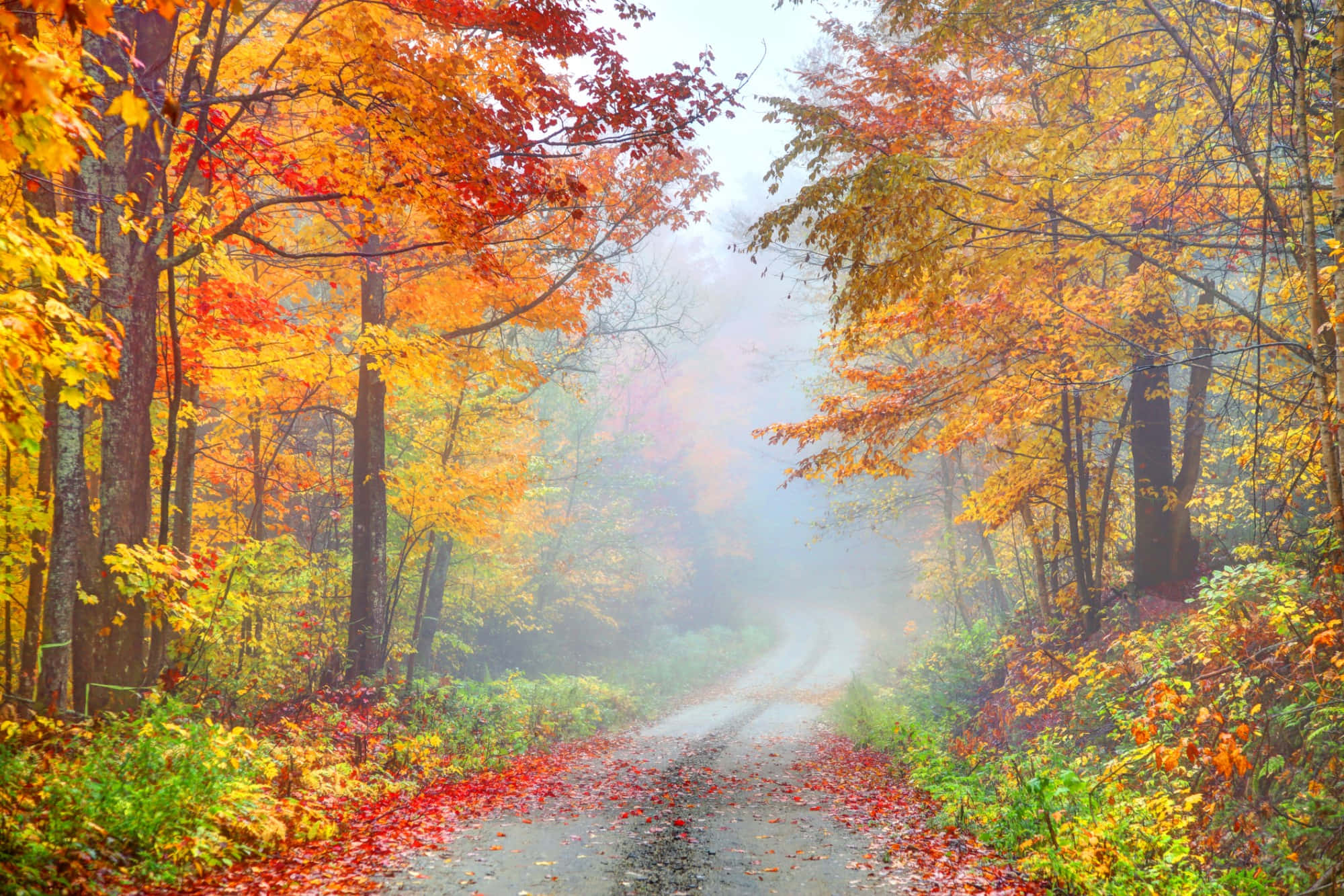 Fall Photography 桌布 壁紙 — 一條霧氣瀰漫的秋季道路蜿蜒穿過森林，鮮豔的橙色、黃色和紅色樹葉掛在樹枝上並覆蓋地面。