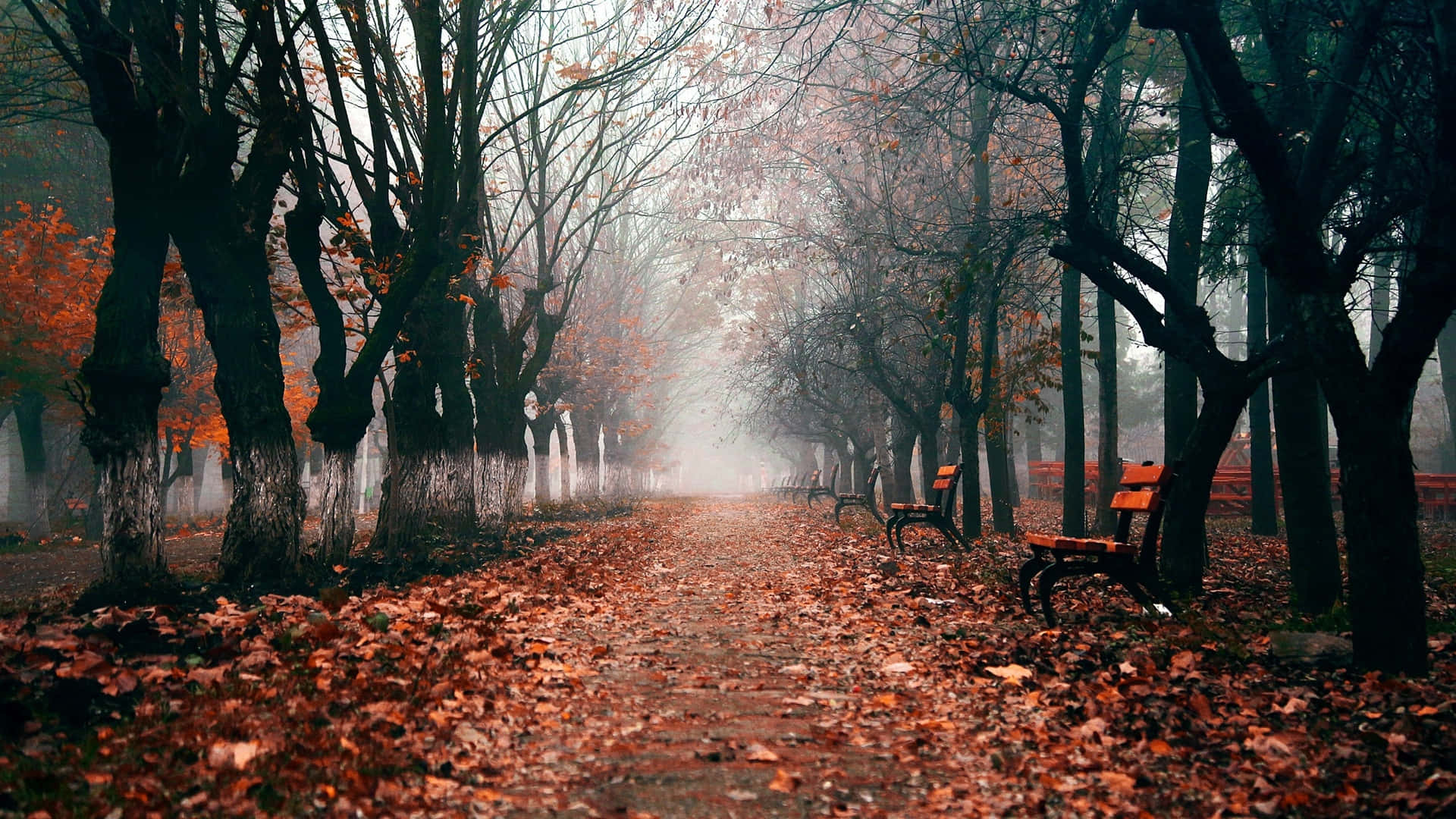 Fall Aesthetic Desktop 桌布 壁紙 — 一條霧氣瀰漫的秋日小徑，兩旁是光禿禿的樹木和橙色長椅，天空朦朧。
