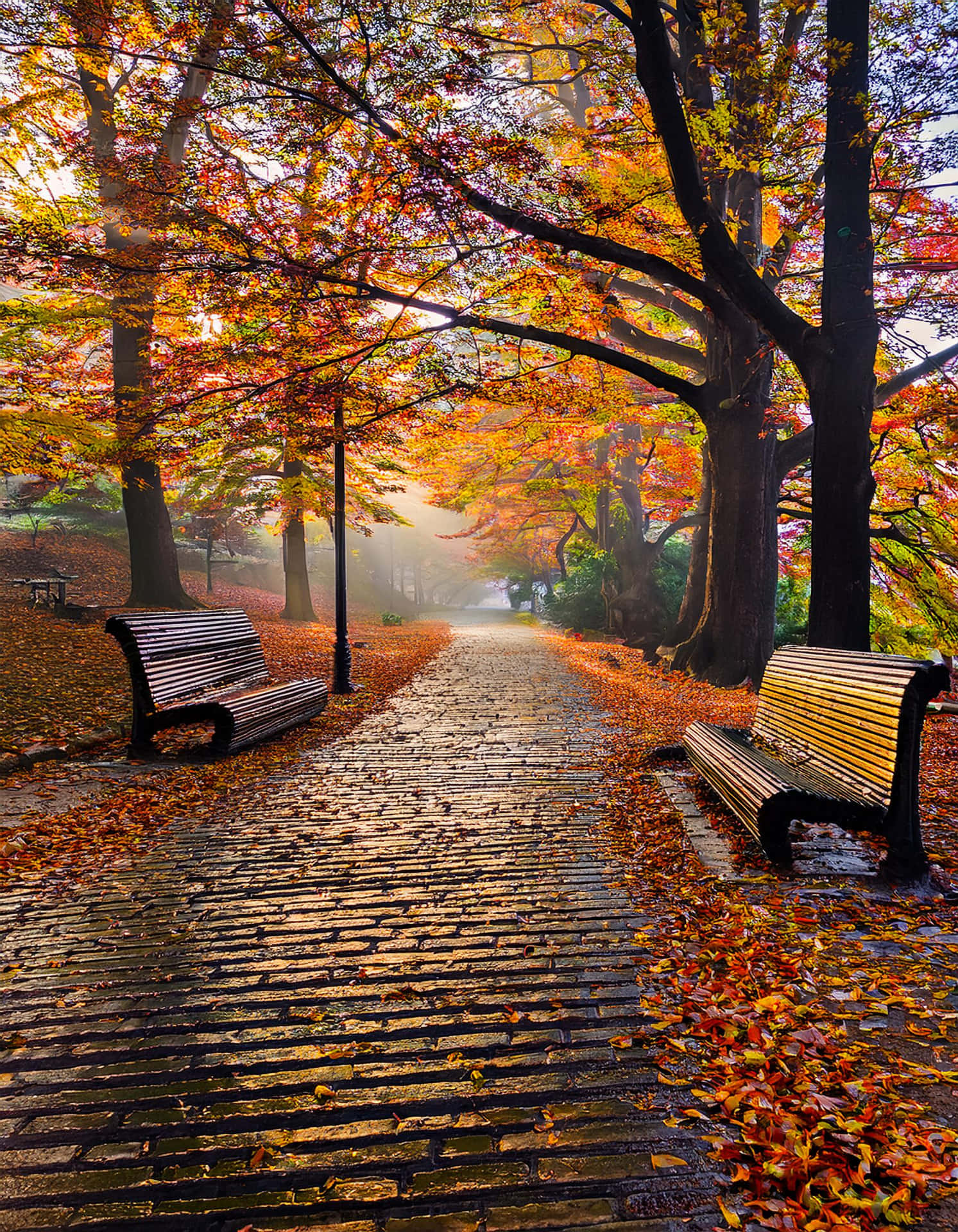 The Silence of Autumn 壁紙 — 一條霧氣瀰漫的秋日小徑，兩旁是鮮豔的橙色和紅色樹木，穿過公園，濕漉漉的鵝卵石上有木製長椅。